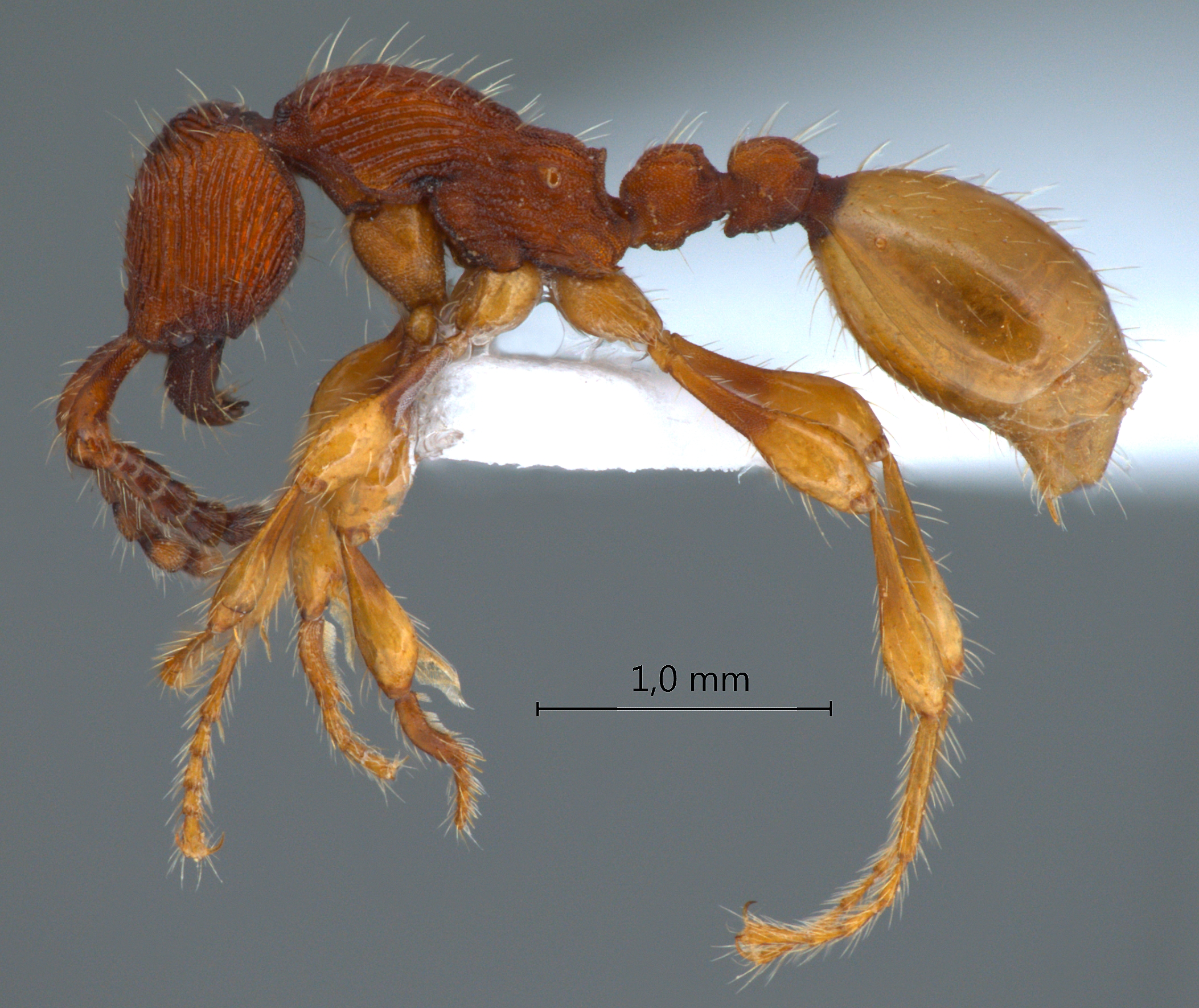 Aenictus silvestrii Wheeler,1929 lateral