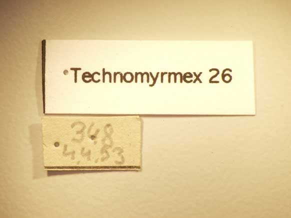 Technomyrmex 26 Label