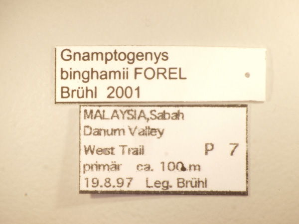 Gnamptogenys binghamii Forel,1900 Label