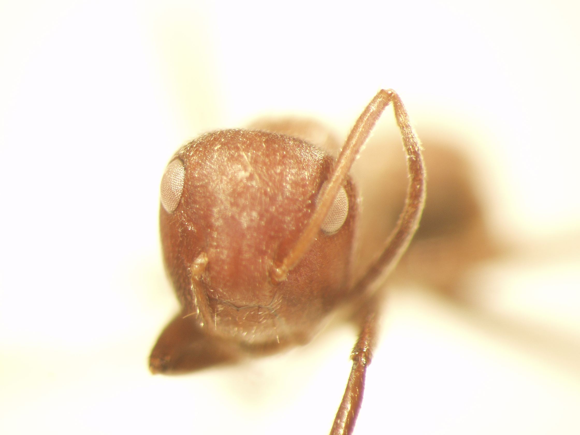 Camponotus 1 frontal