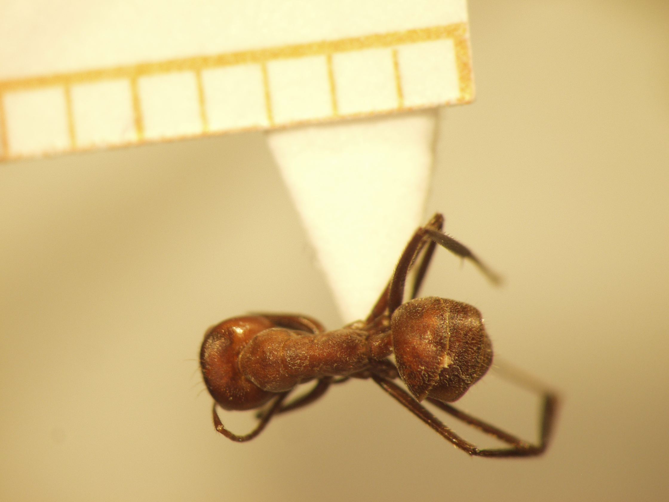 Camponotus 1 dorsal