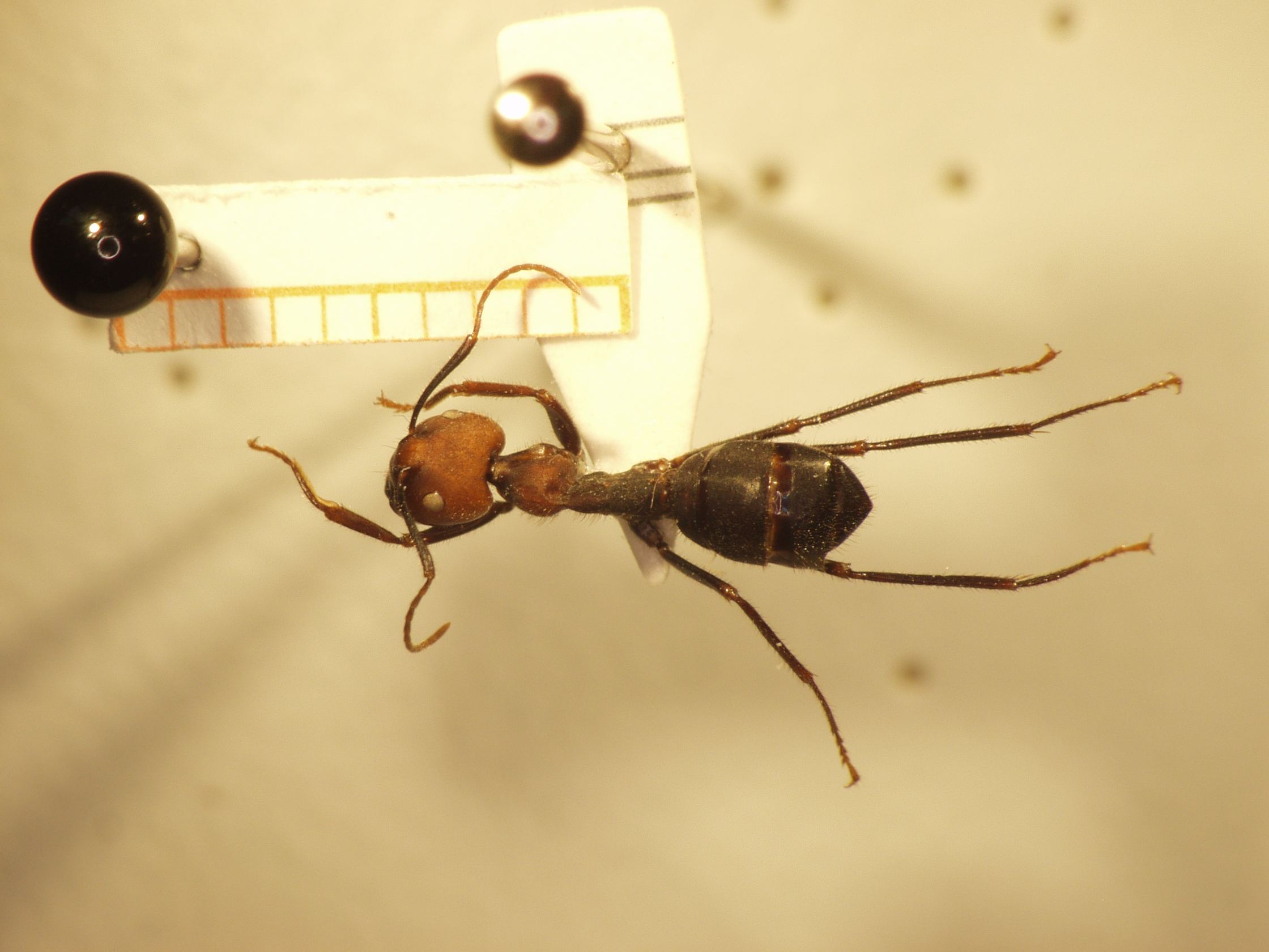 Camponotus 11 dorsal