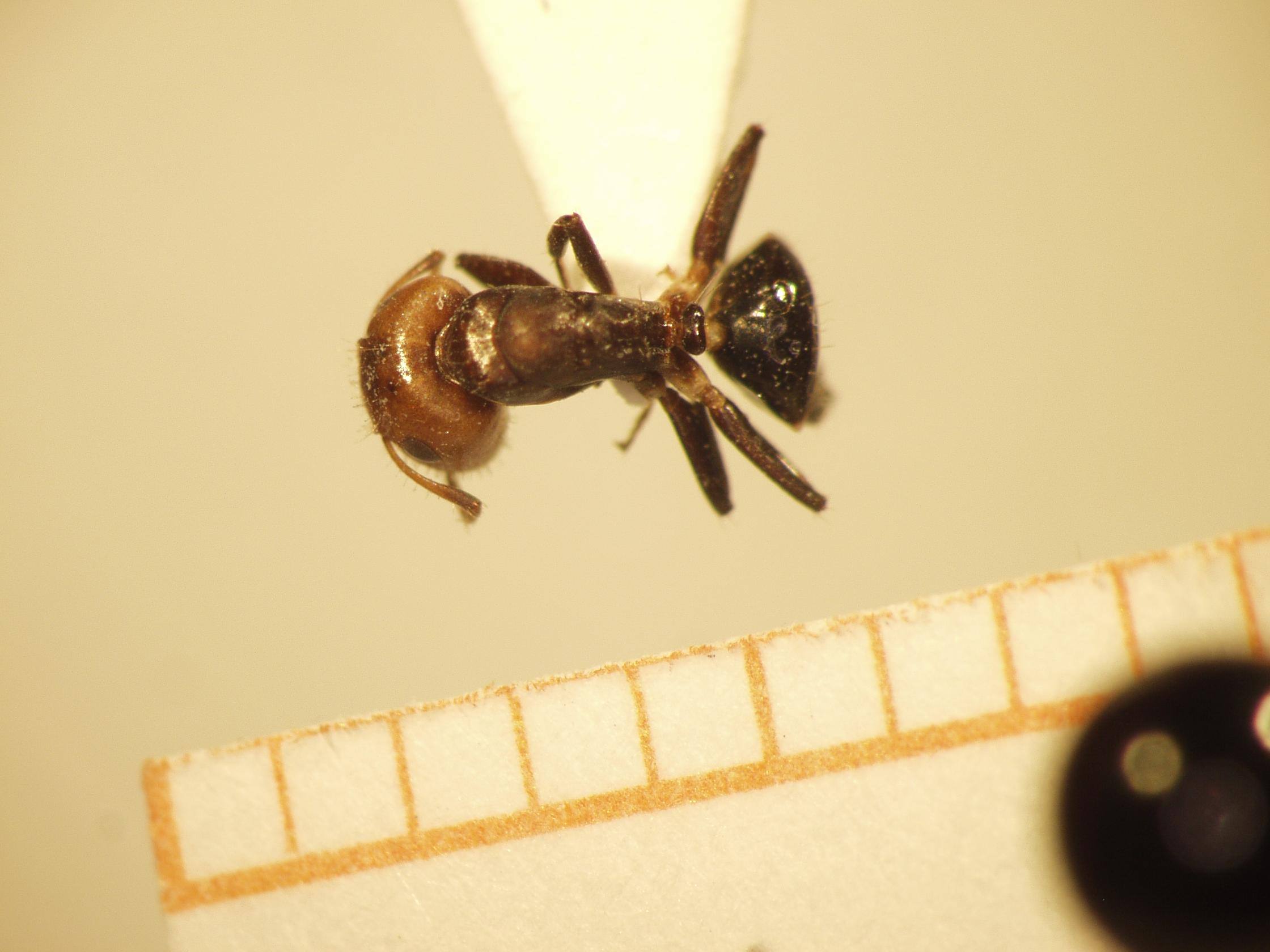 Camponotus 13 dorsal