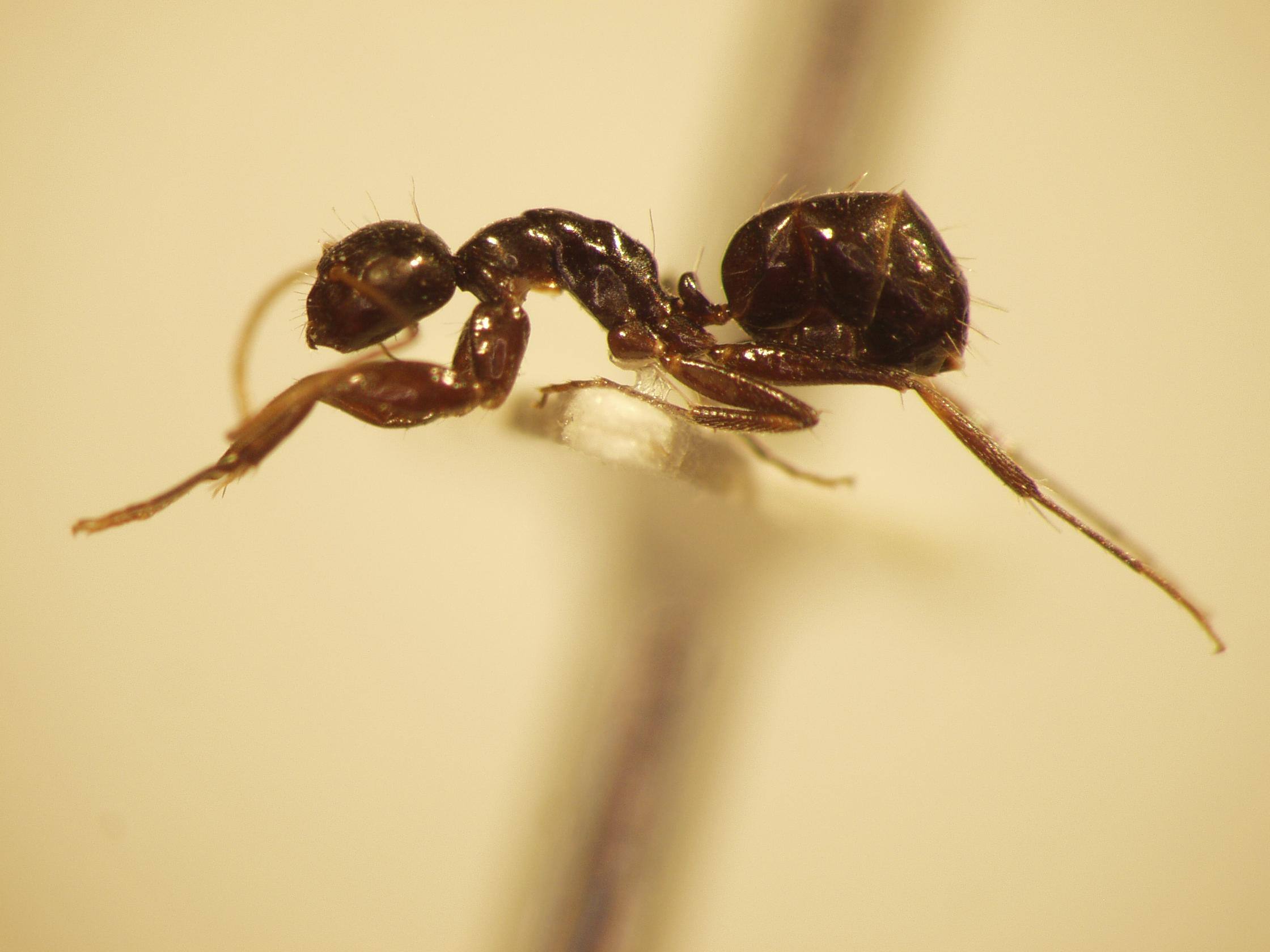 Camponotus 14 lateral