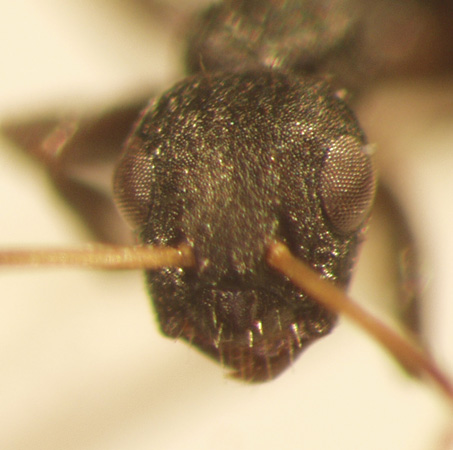 Camponotus 15 frontal