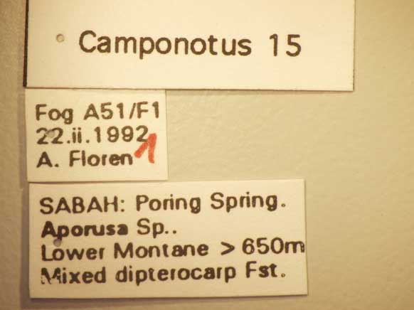 Camponotus 15 Label