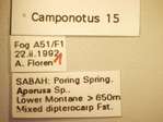 Camponotus 15 Label