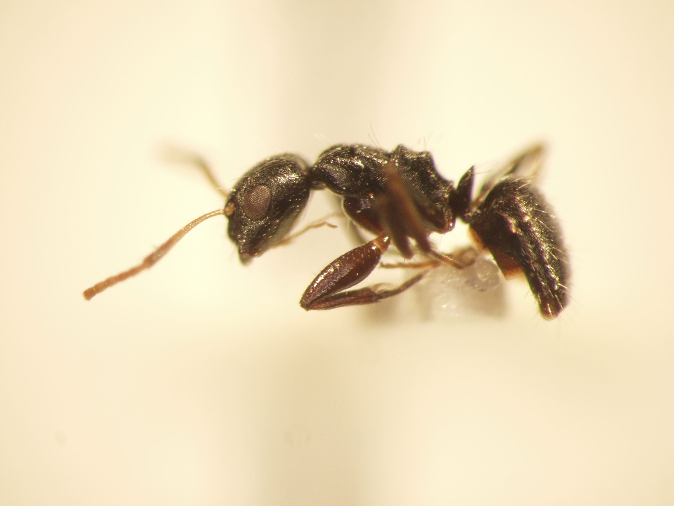 Camponotus 15 lateral