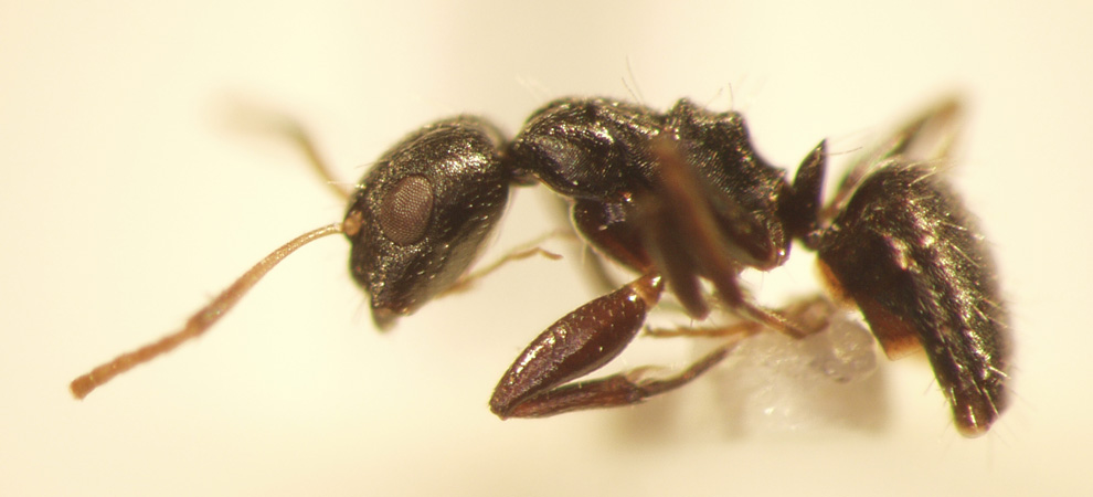 Camponotus 15 lateral