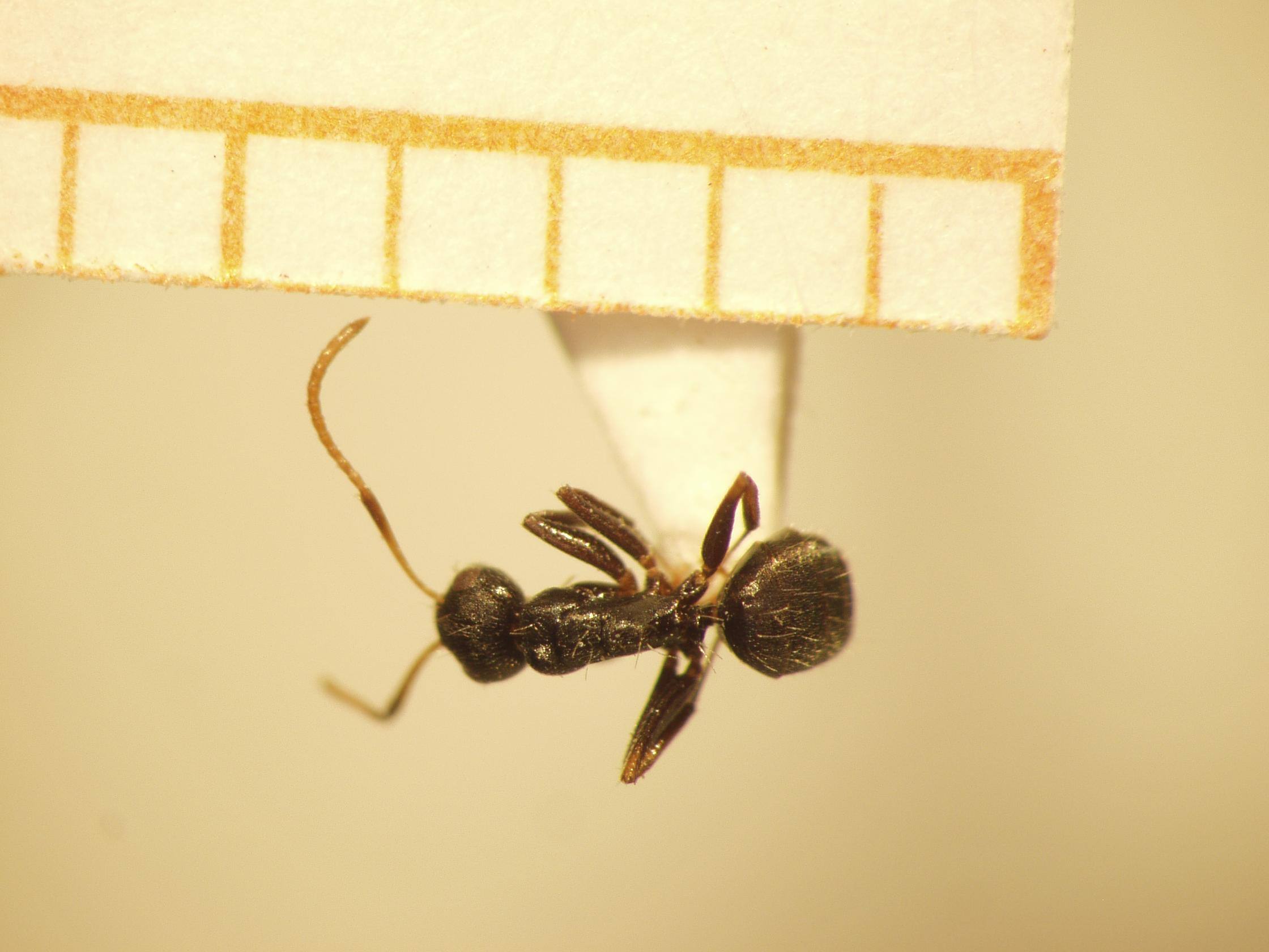 Camponotus 15 dorsal