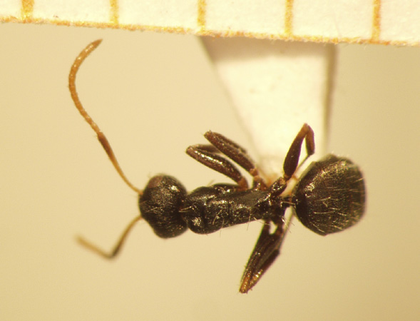 Camponotus 15 dorsal