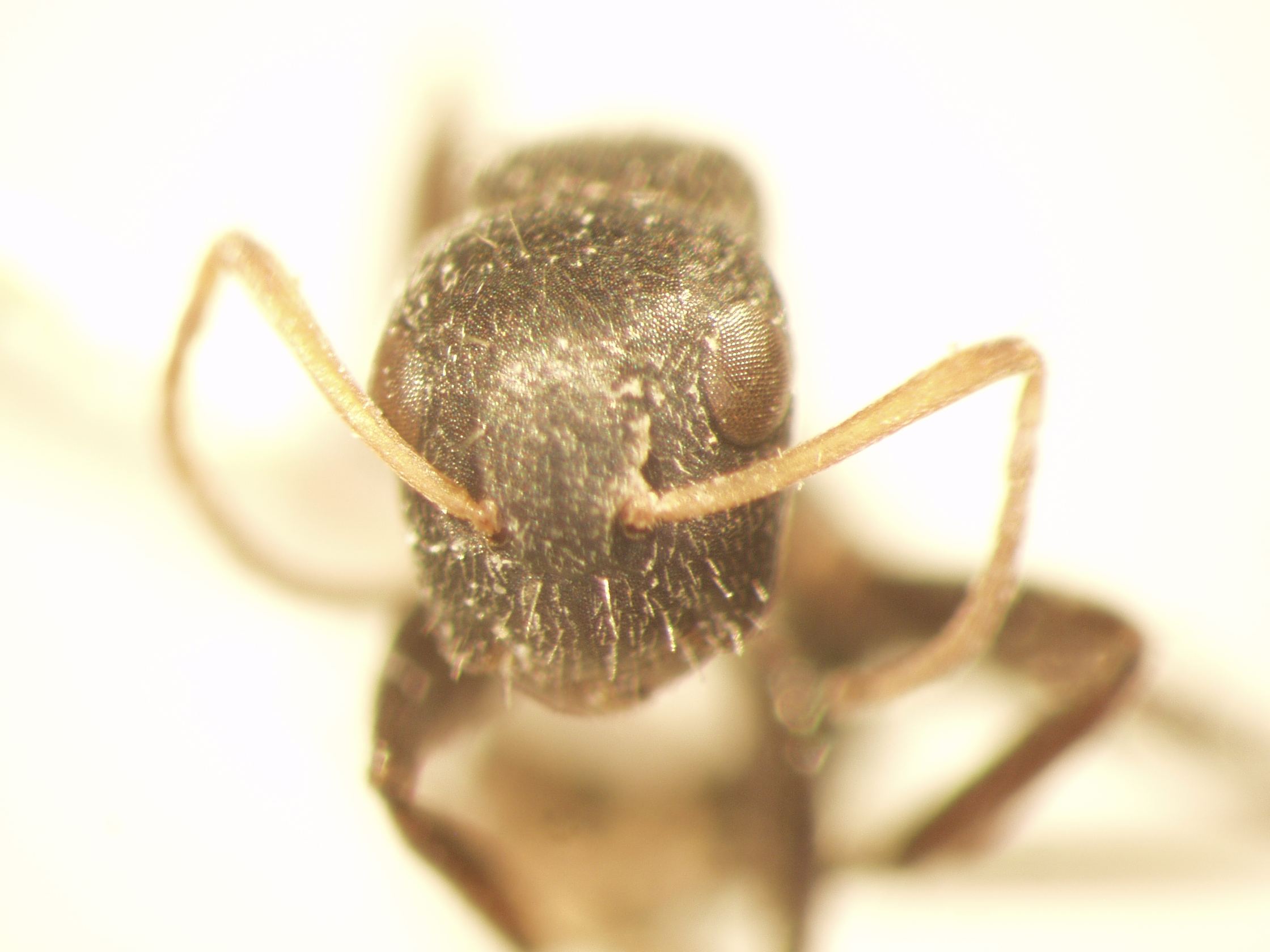 Camponotus 16 frontal