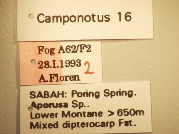 Camponotus 16 Label