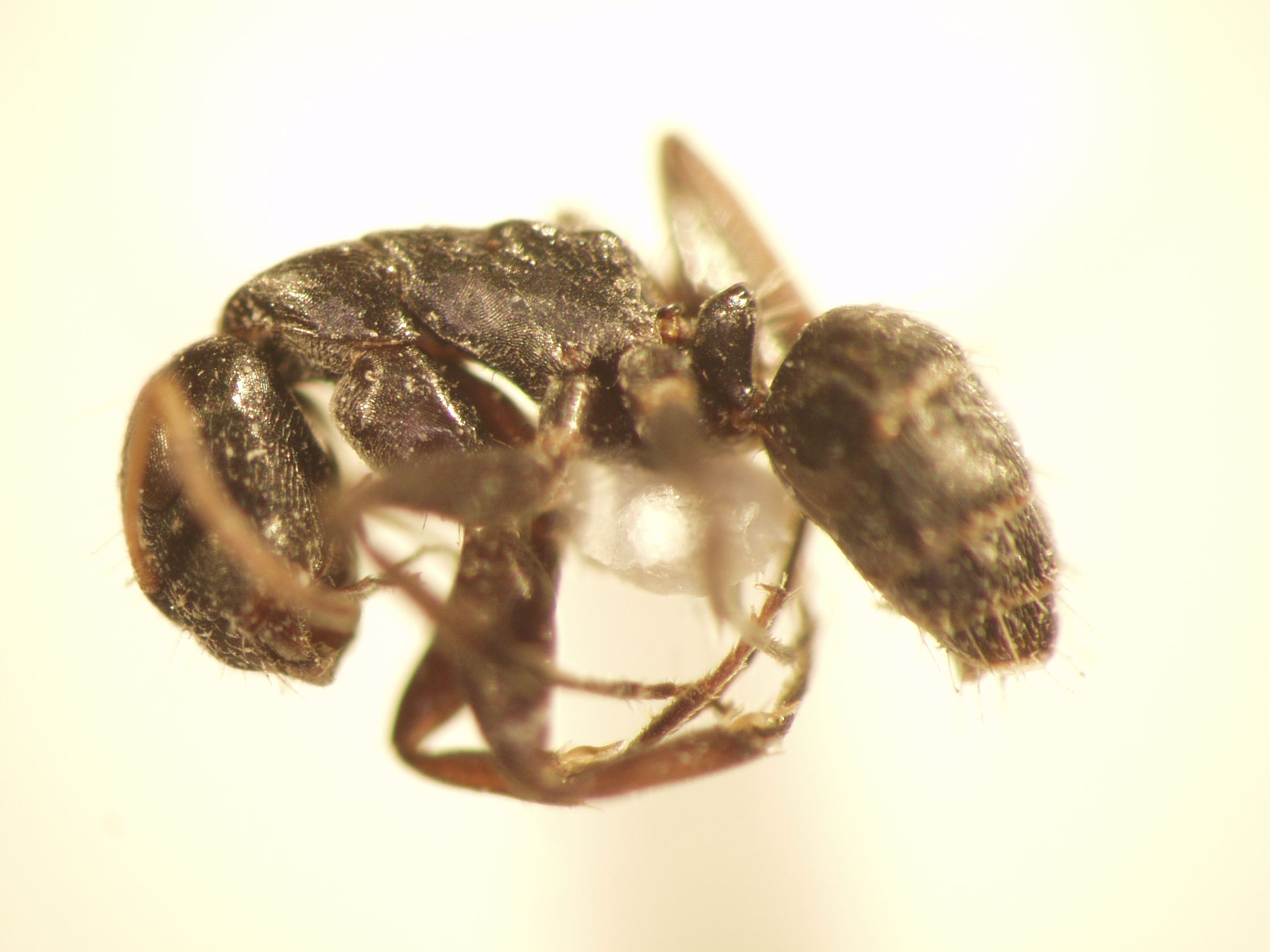 Camponotus 16 lateral