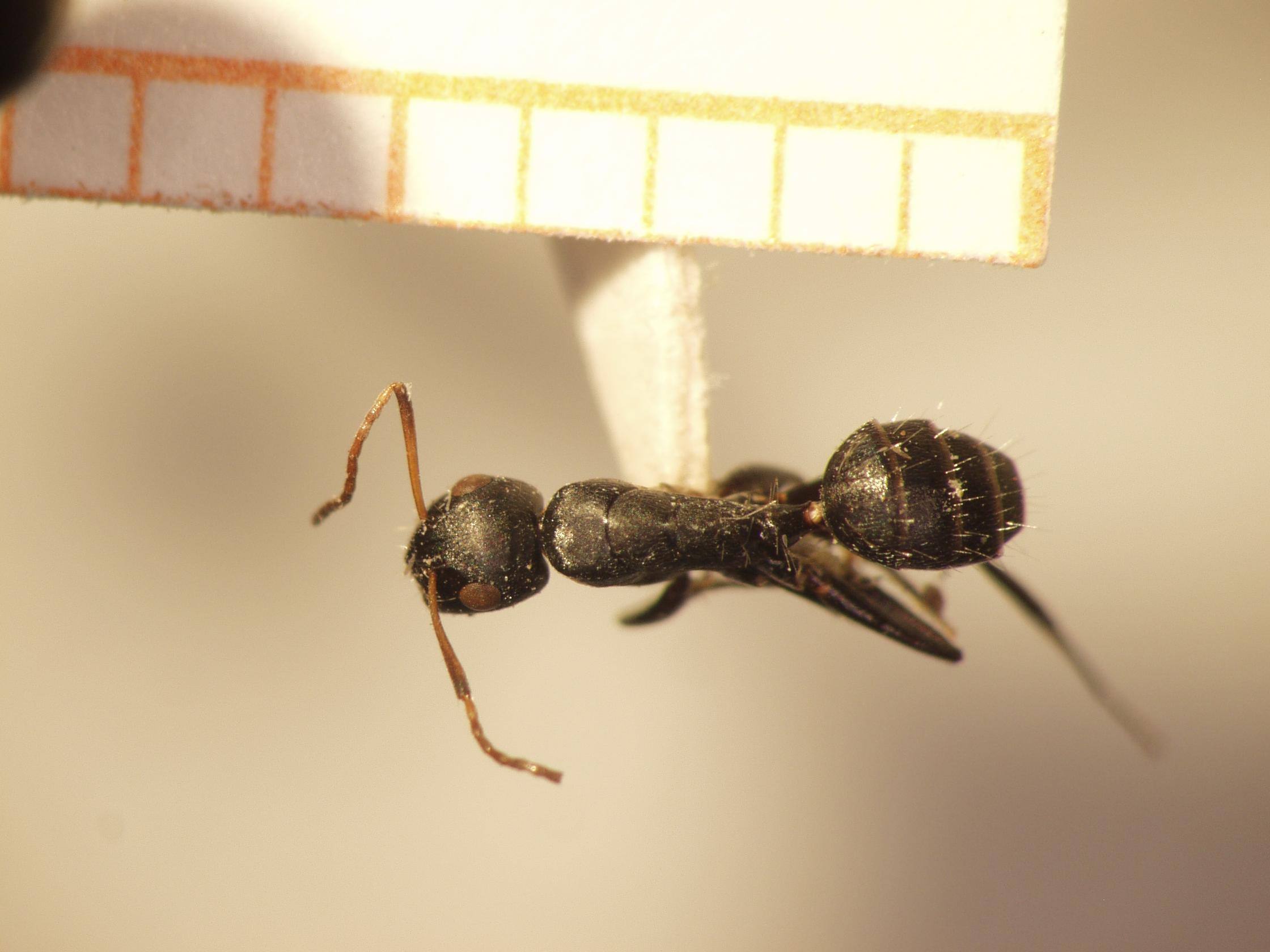 Camponotus 16 dorsal