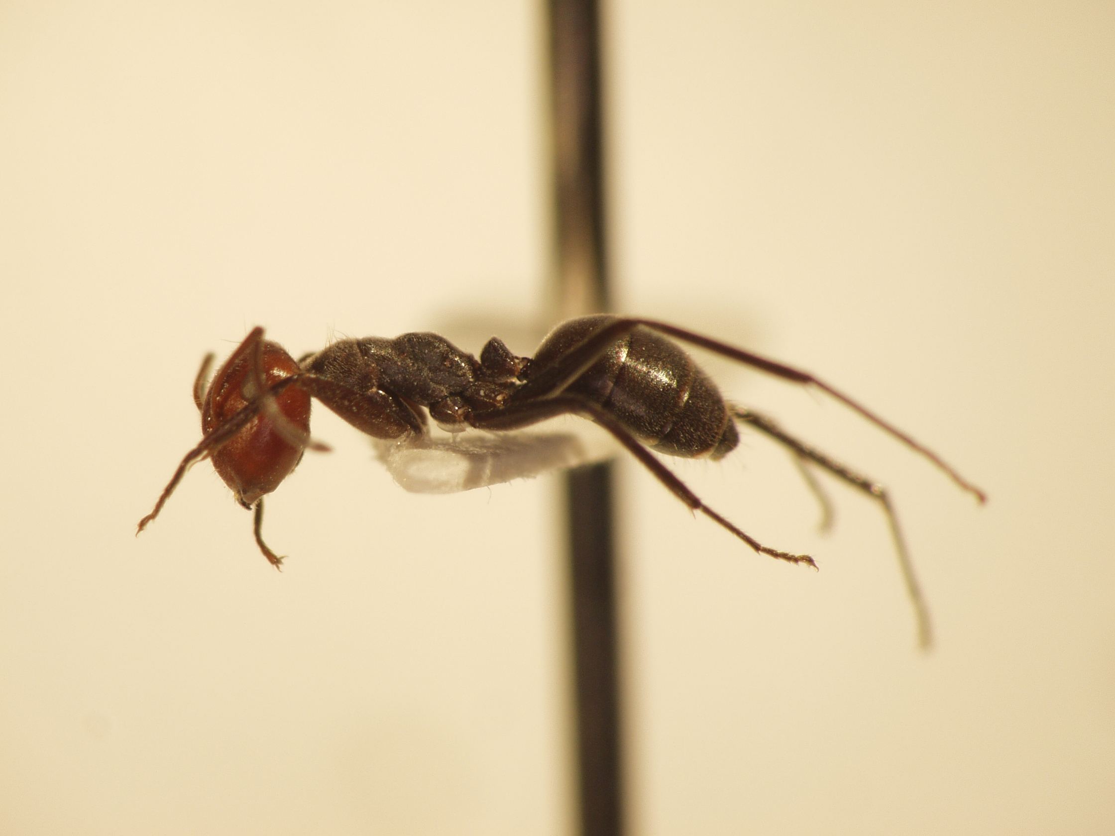 Camponotus 23 lateral