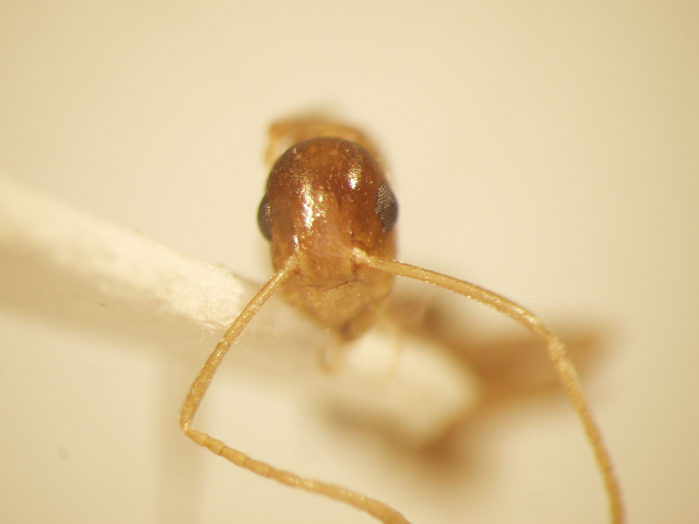 Camponotus 3 frontal