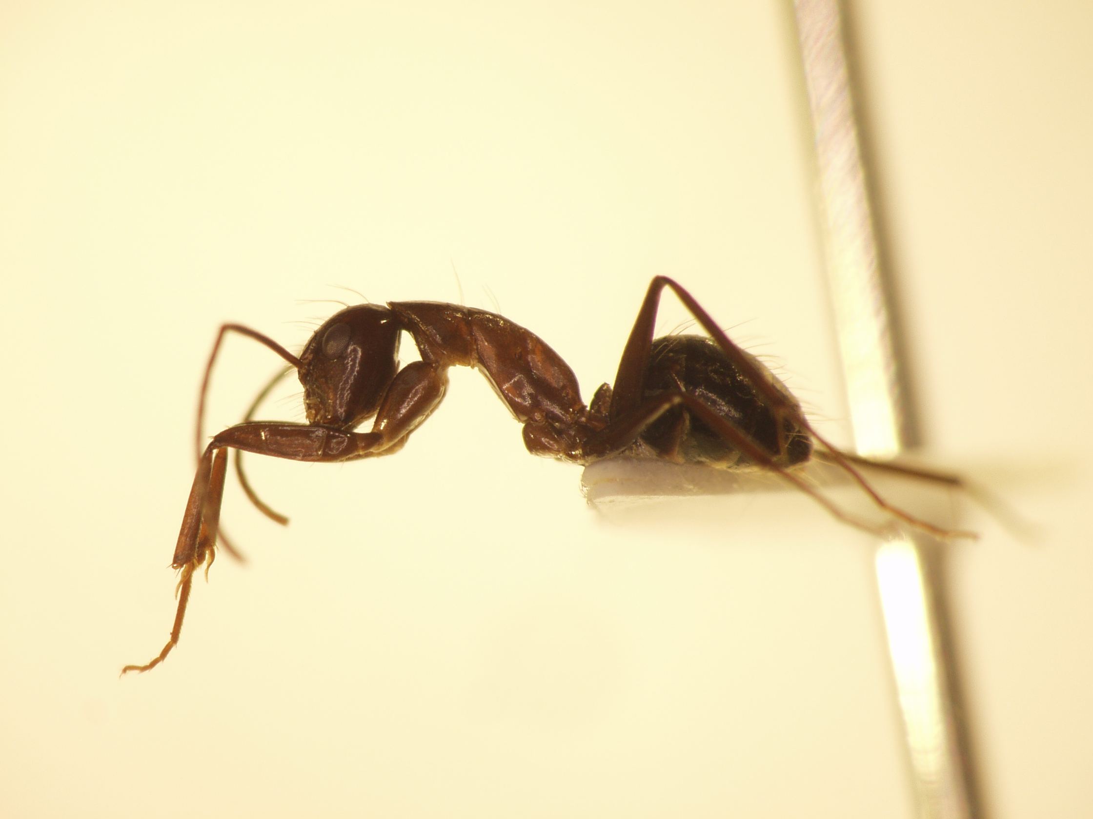 Camponotus 32 lateral