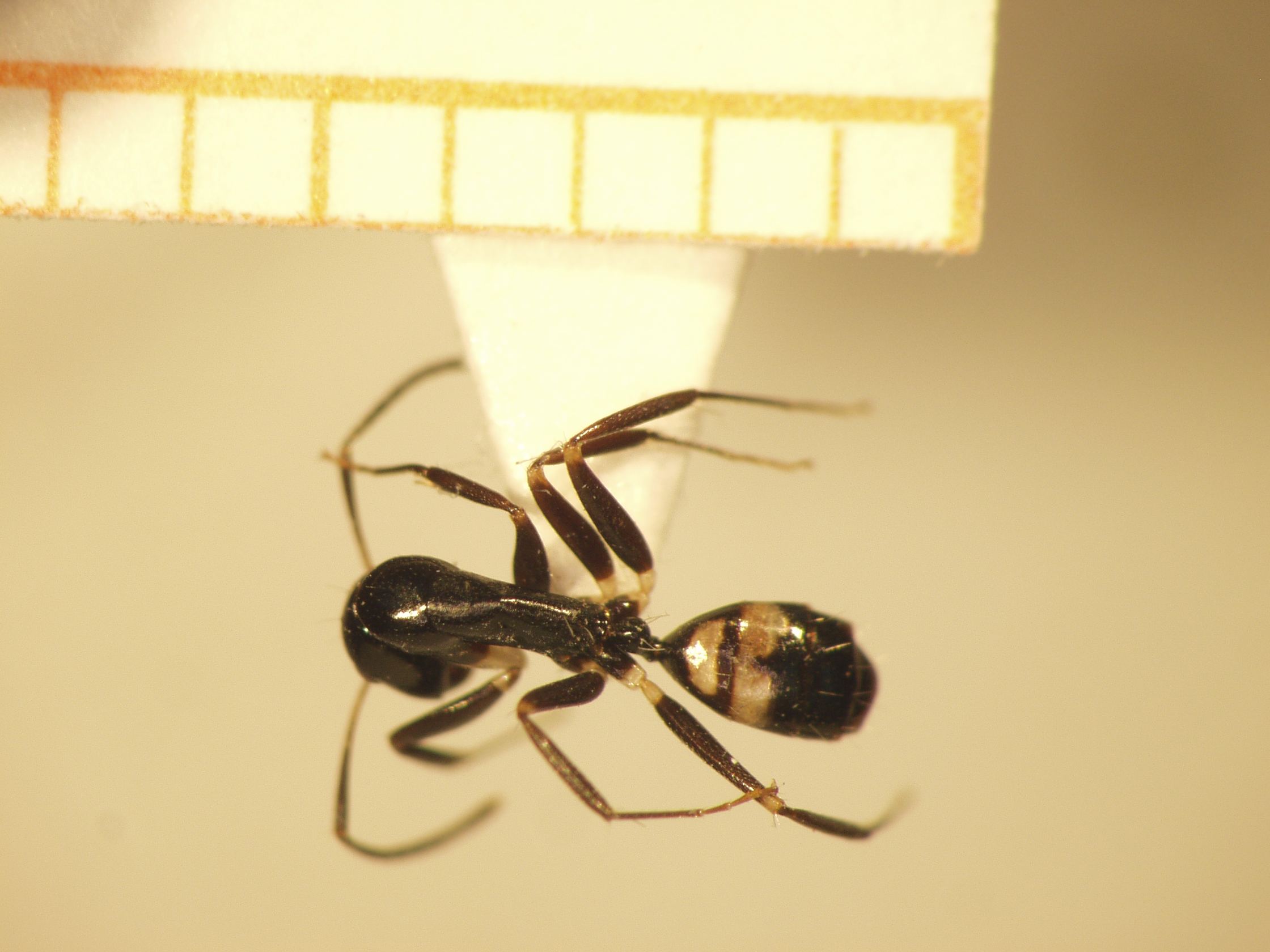 Camponotus 37 dorsal