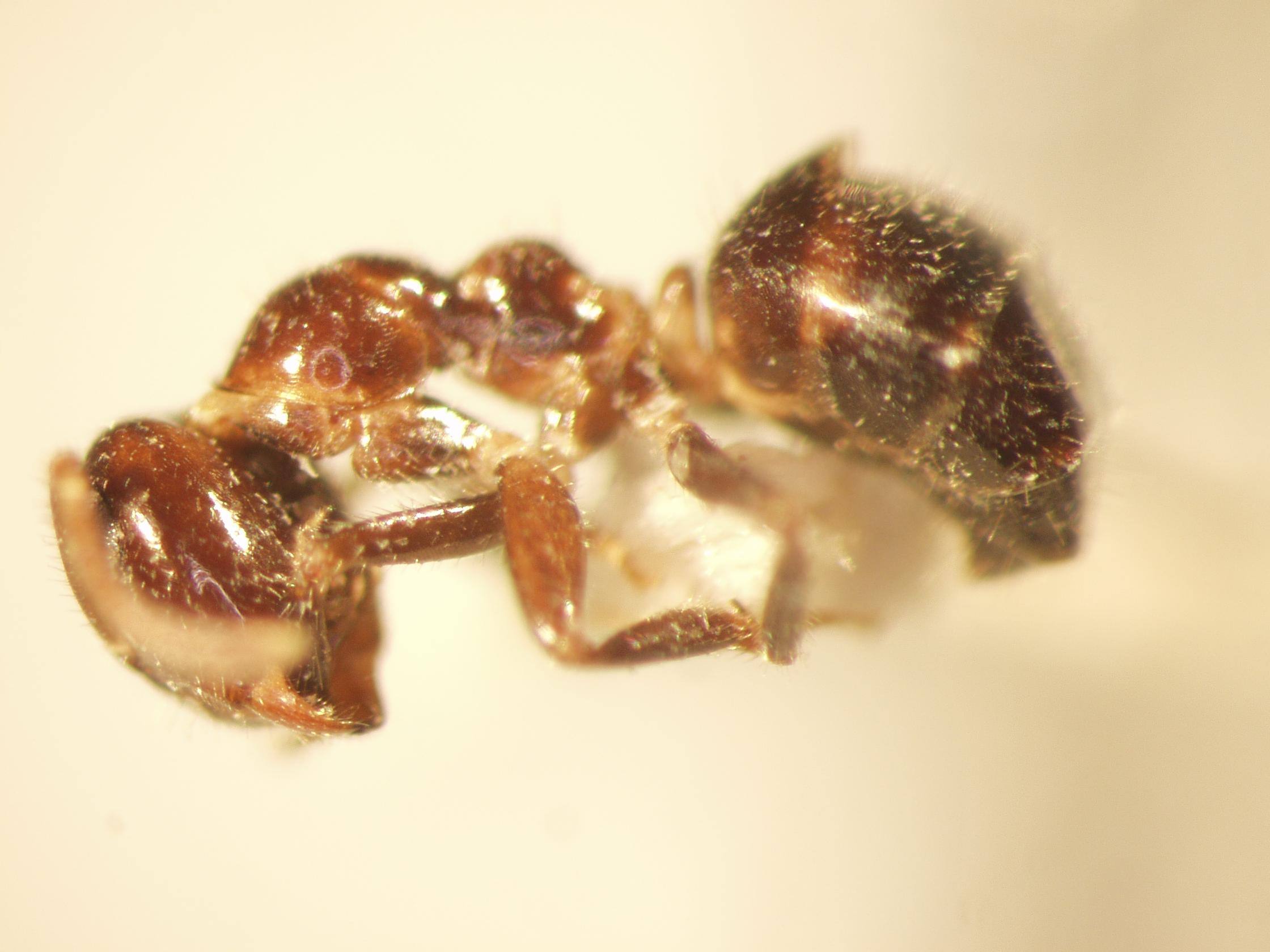 Camponotus 40 lateral