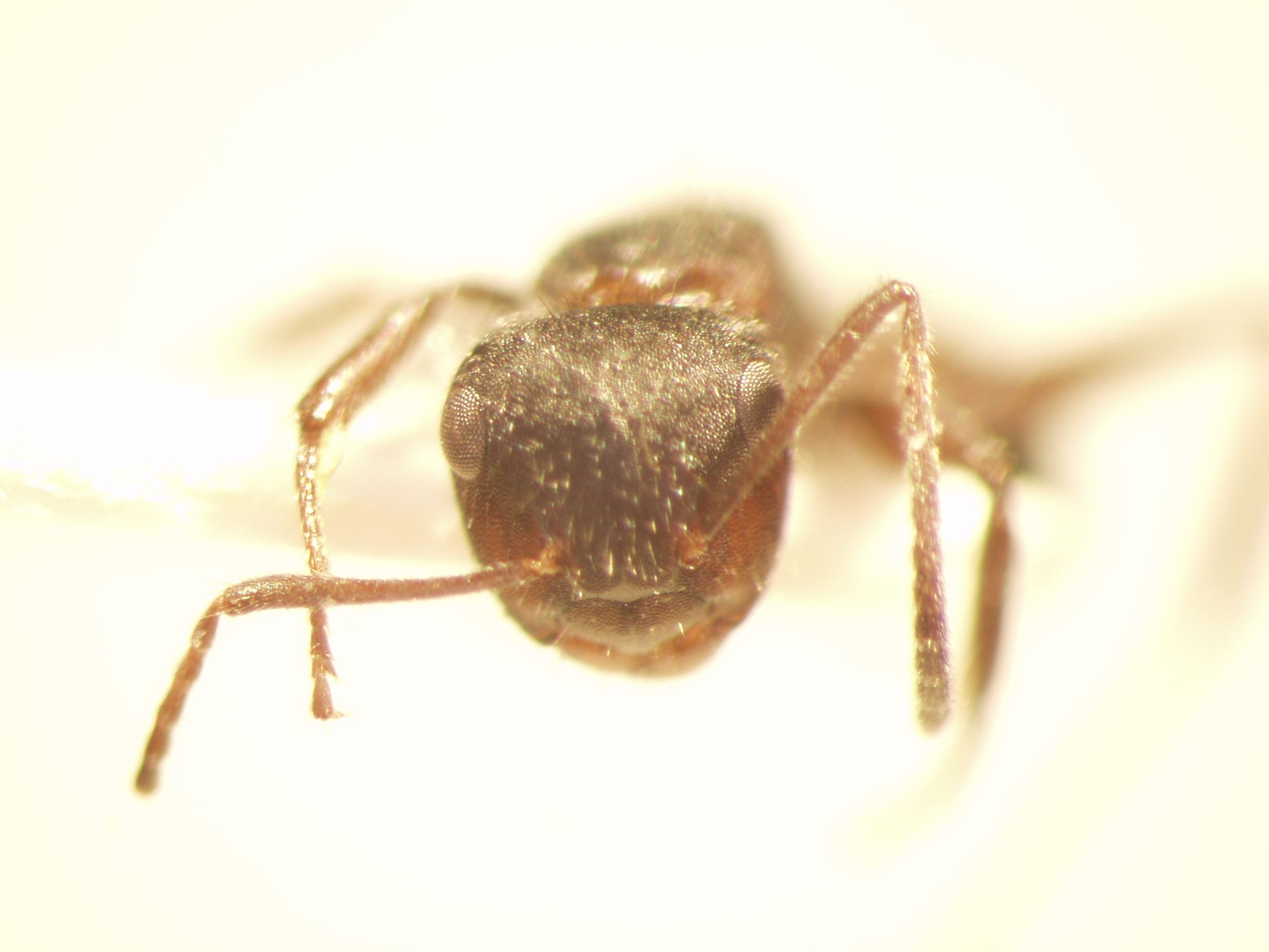 Camponotus 43 frontal