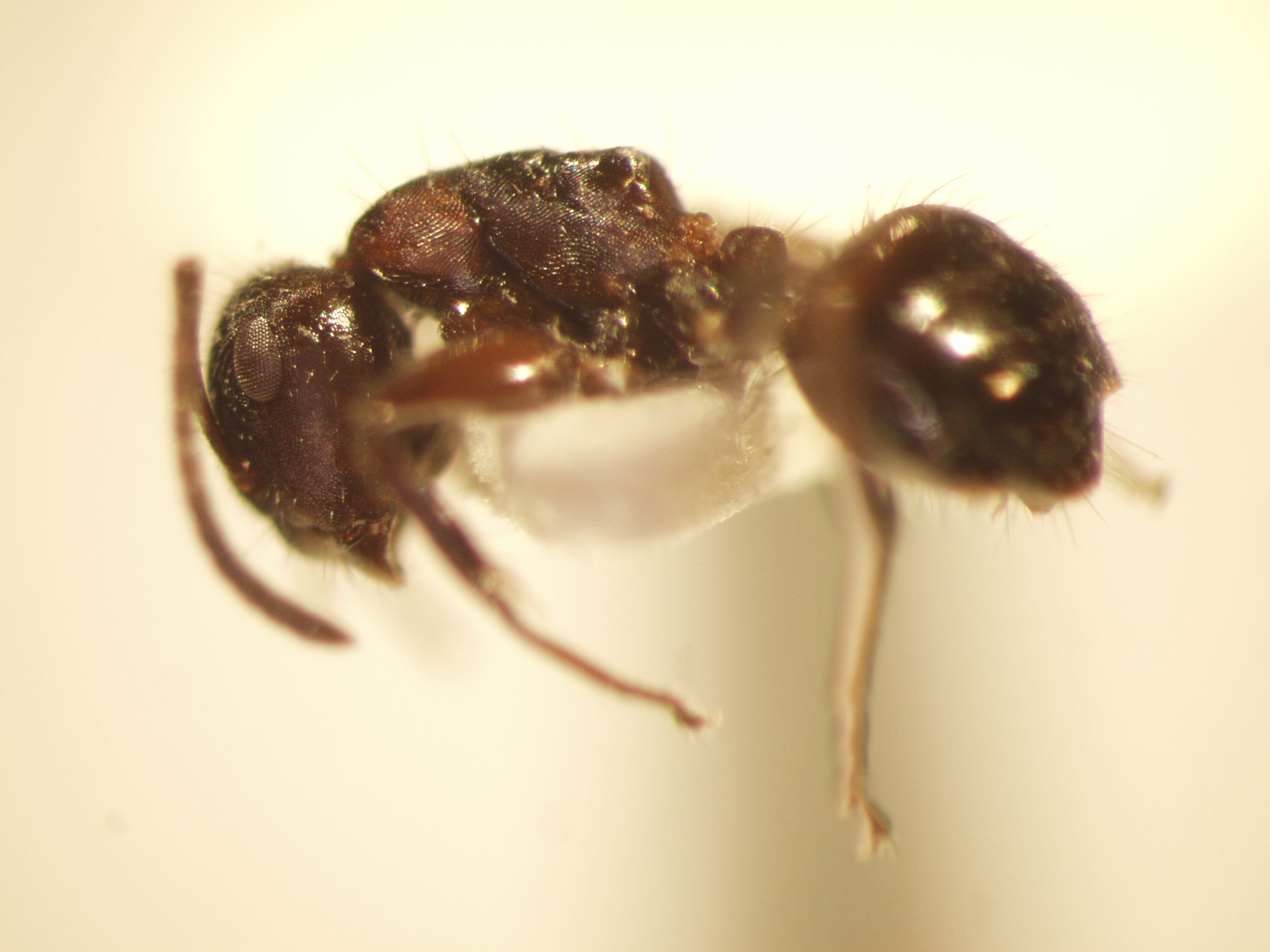 Camponotus 43 lateral