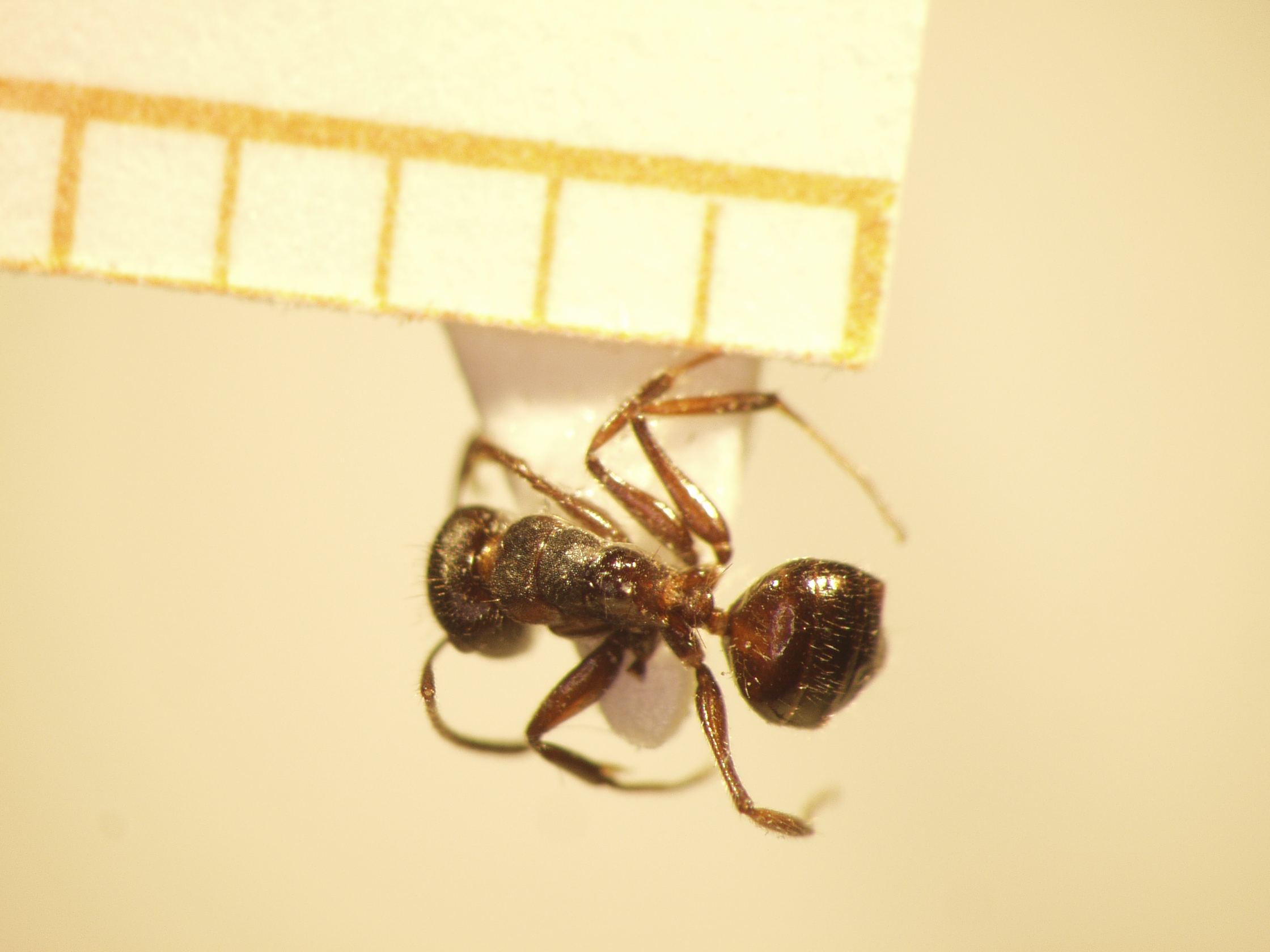 Camponotus 43 dorsal