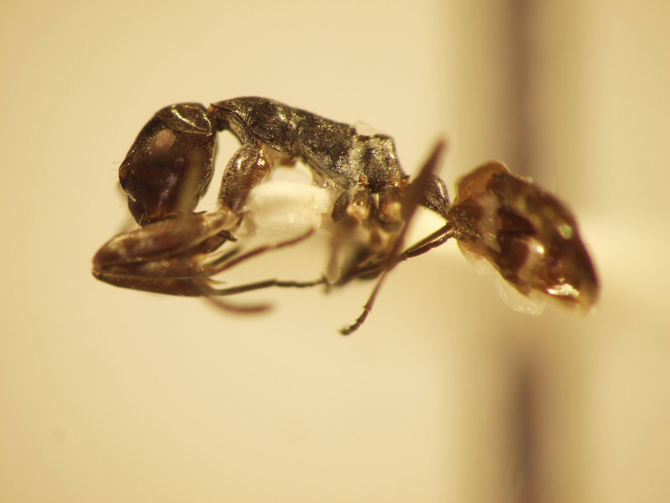 Camponotus 44 lateral