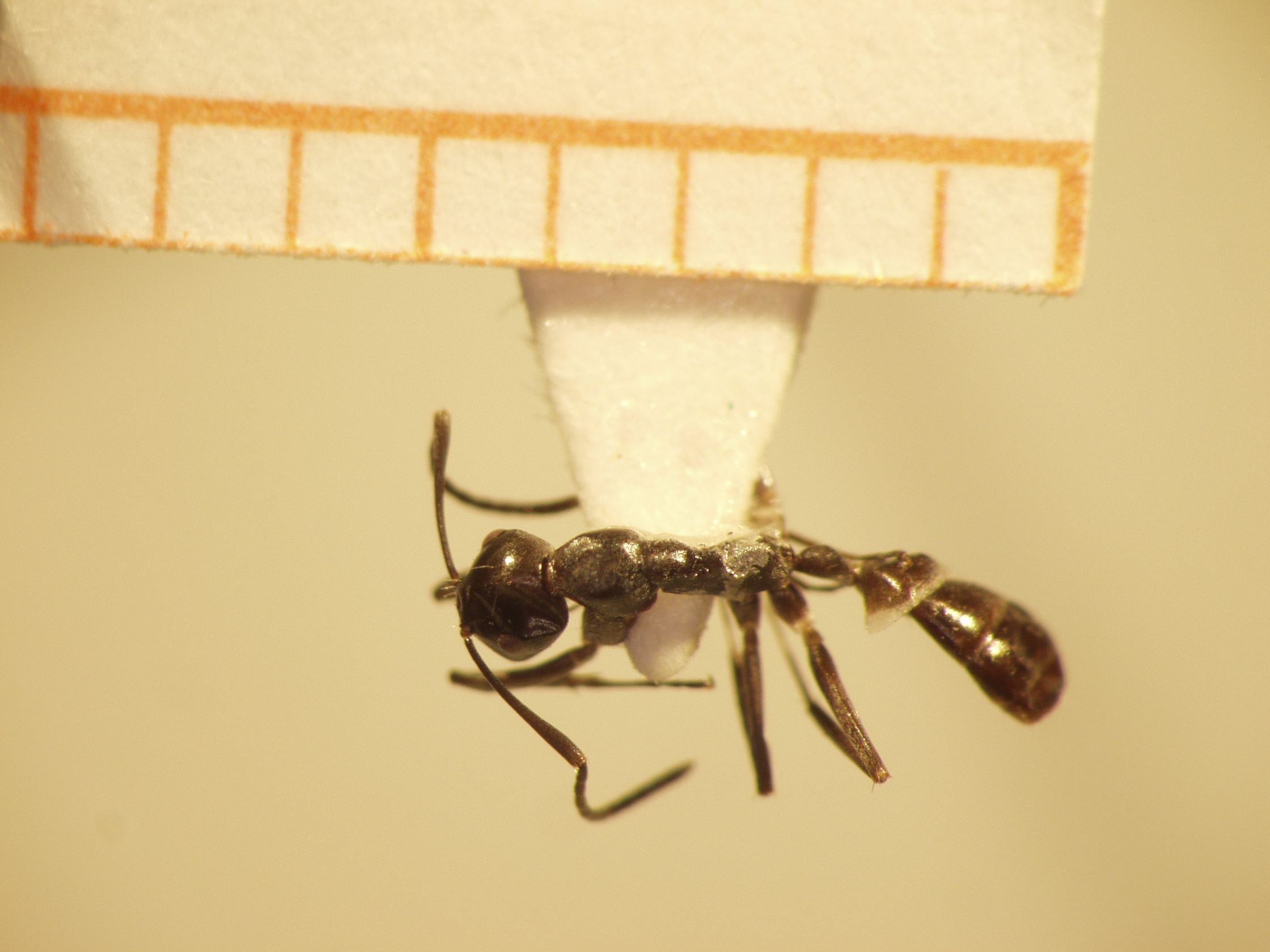 Camponotus 44 dorsal