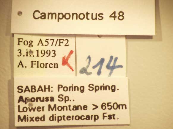 Camponotus 48 Label