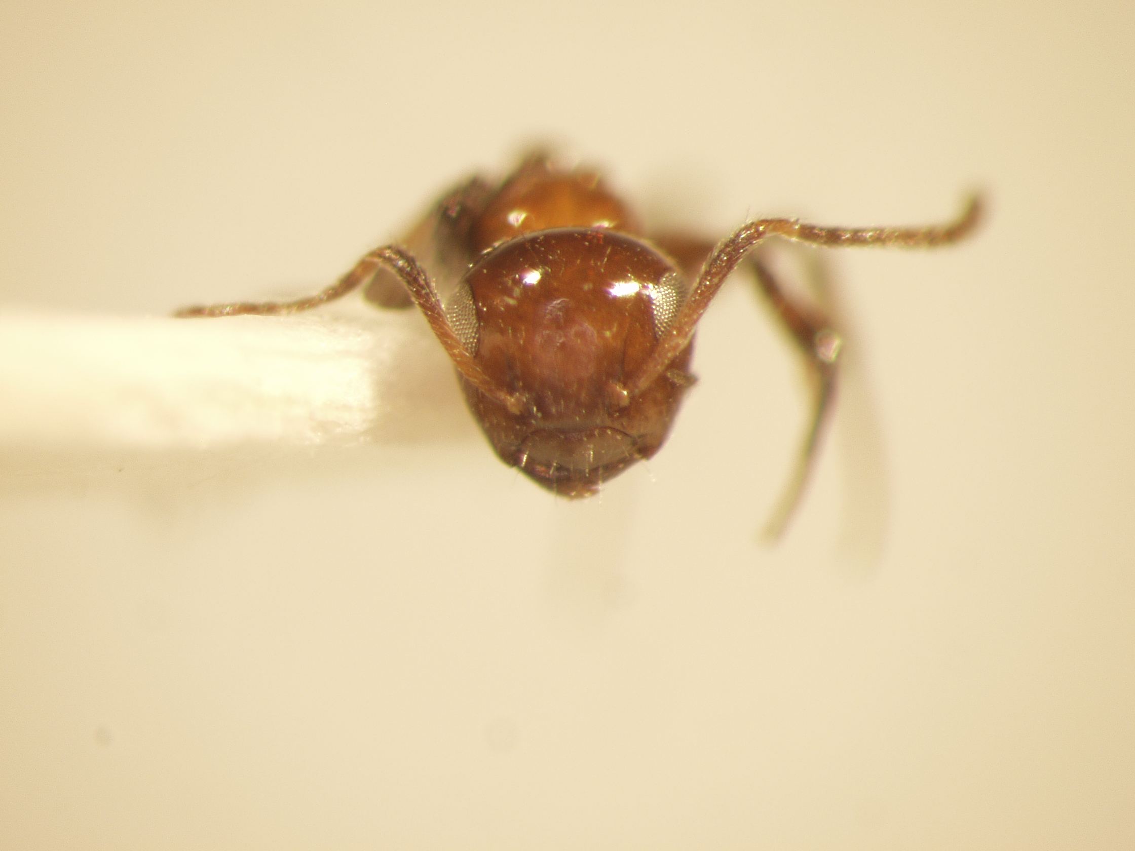 Camponotus 49 frontal