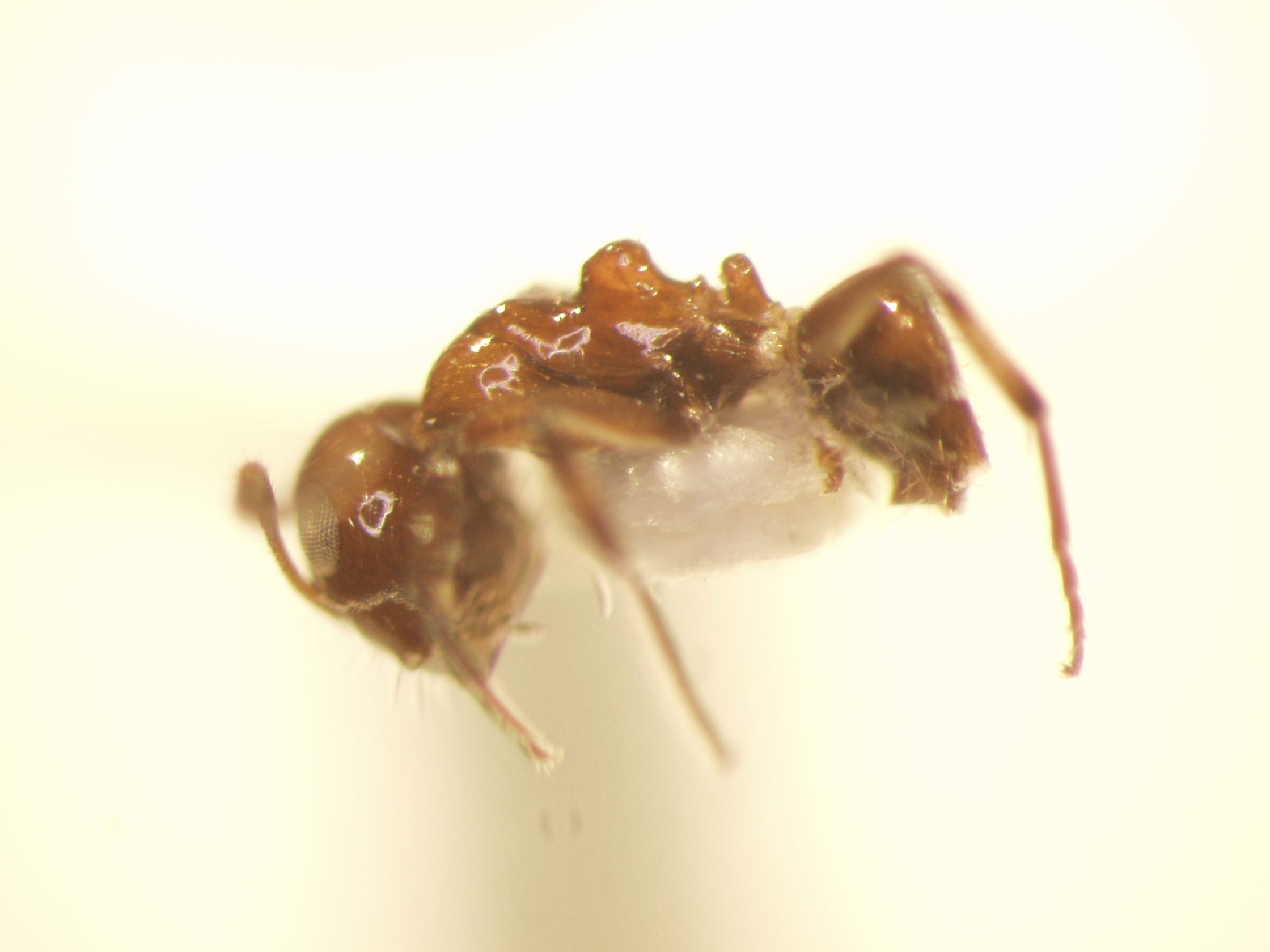 Camponotus 49 lateral