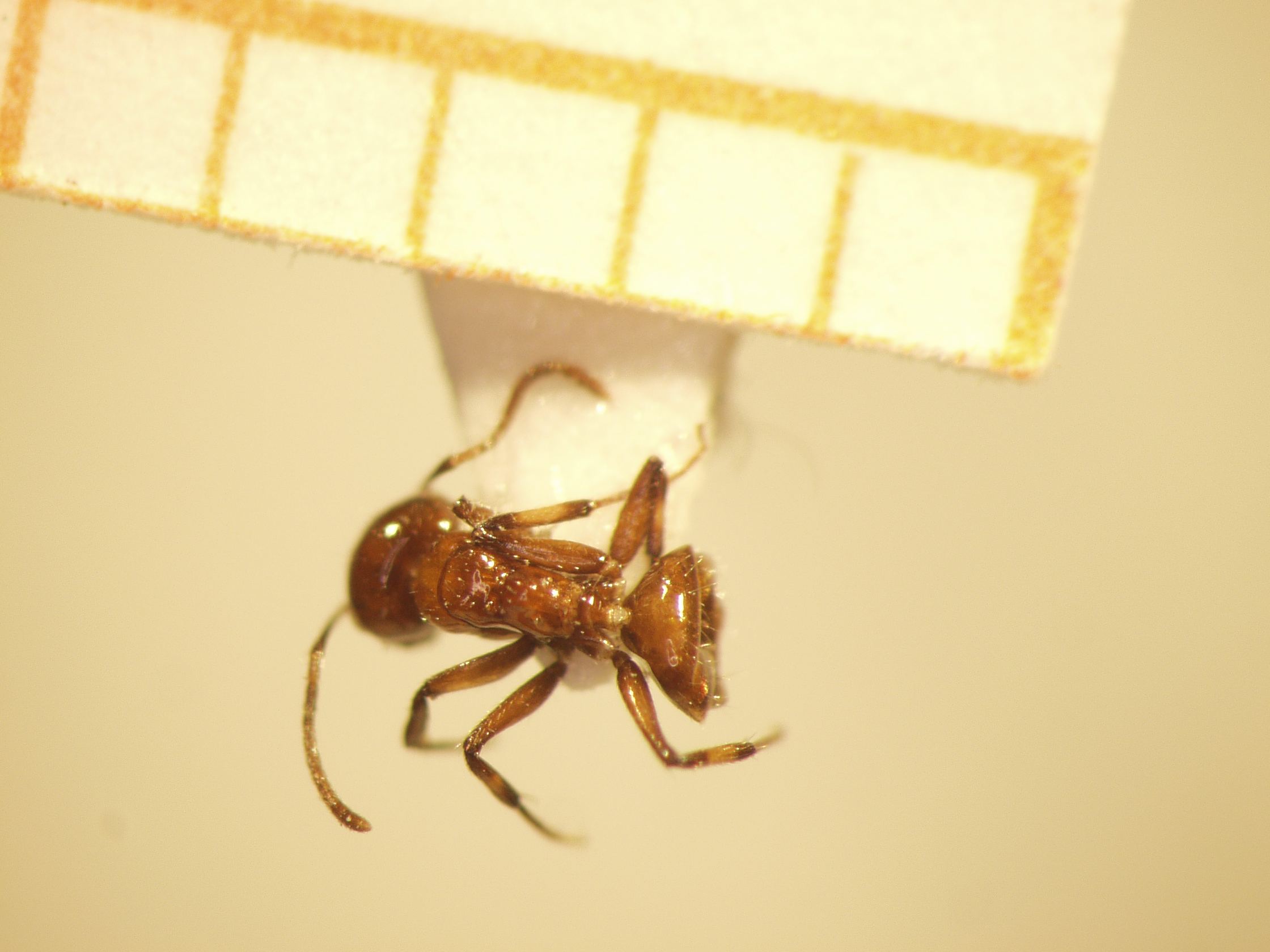 Camponotus 49 dorsal