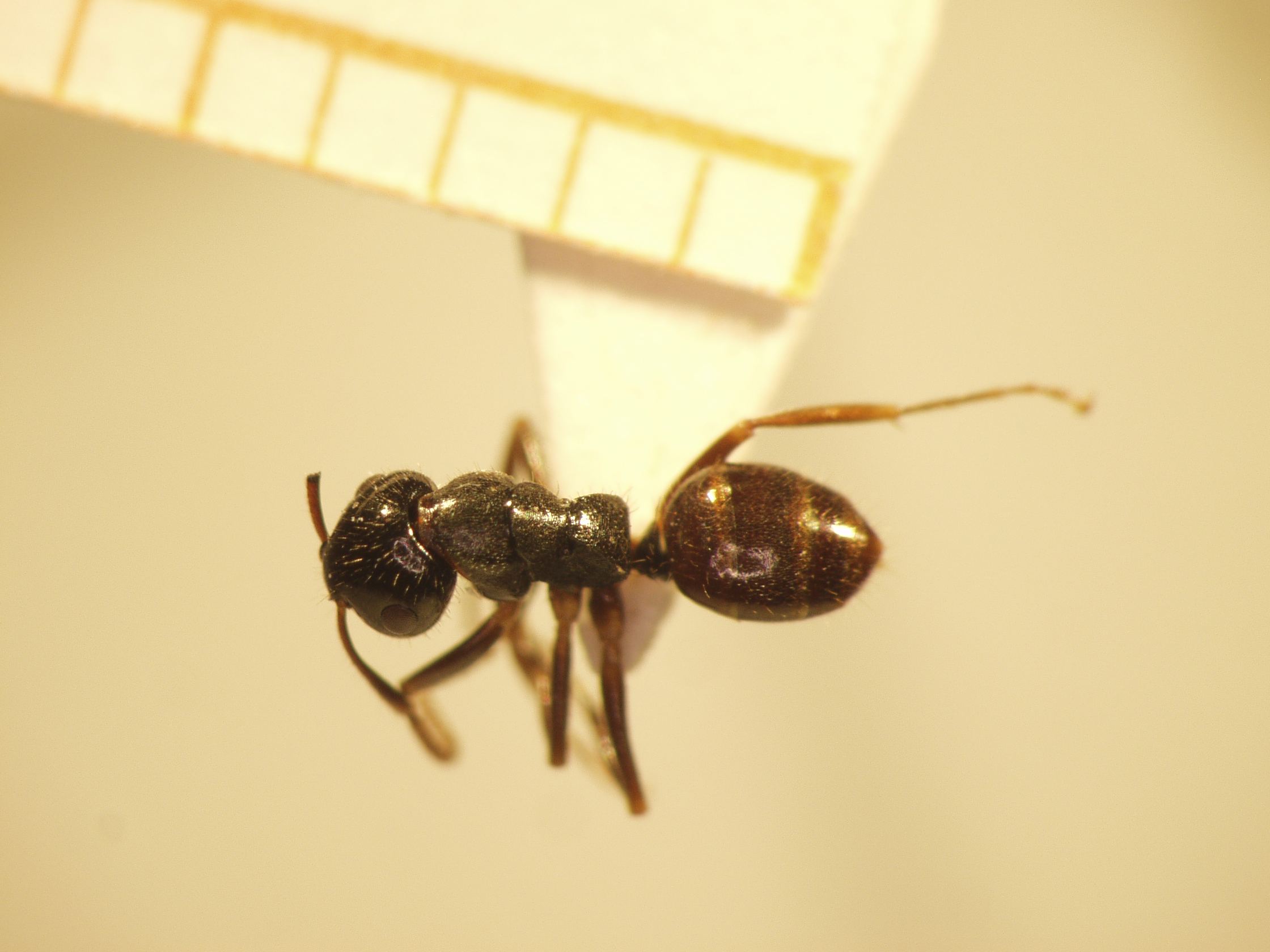 Camponotus 61 dorsal