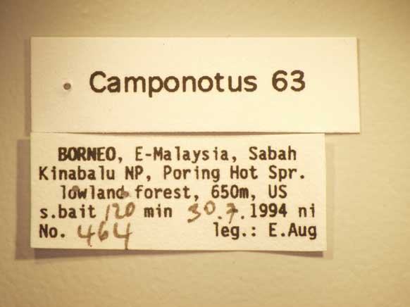 Camponotus 63 Label