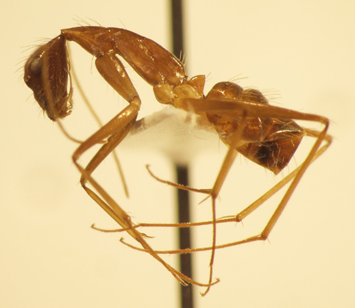 Camponotus 63 lateral