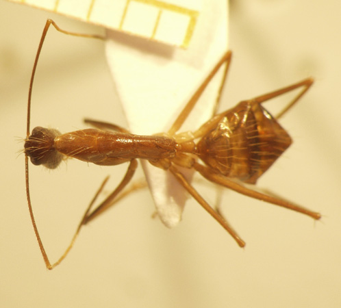 Camponotus 63 dorsal