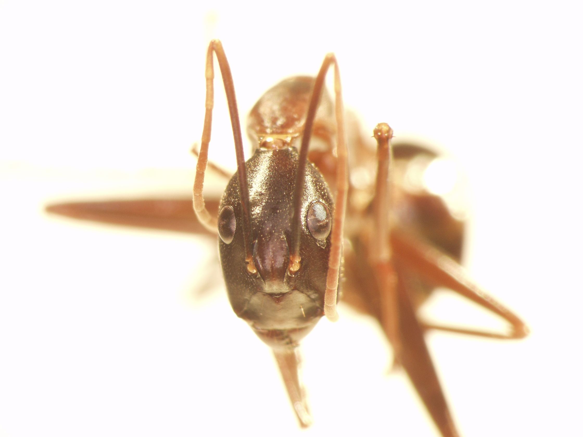 Camponotus 64 frontal