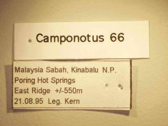 Camponotus 66 Label