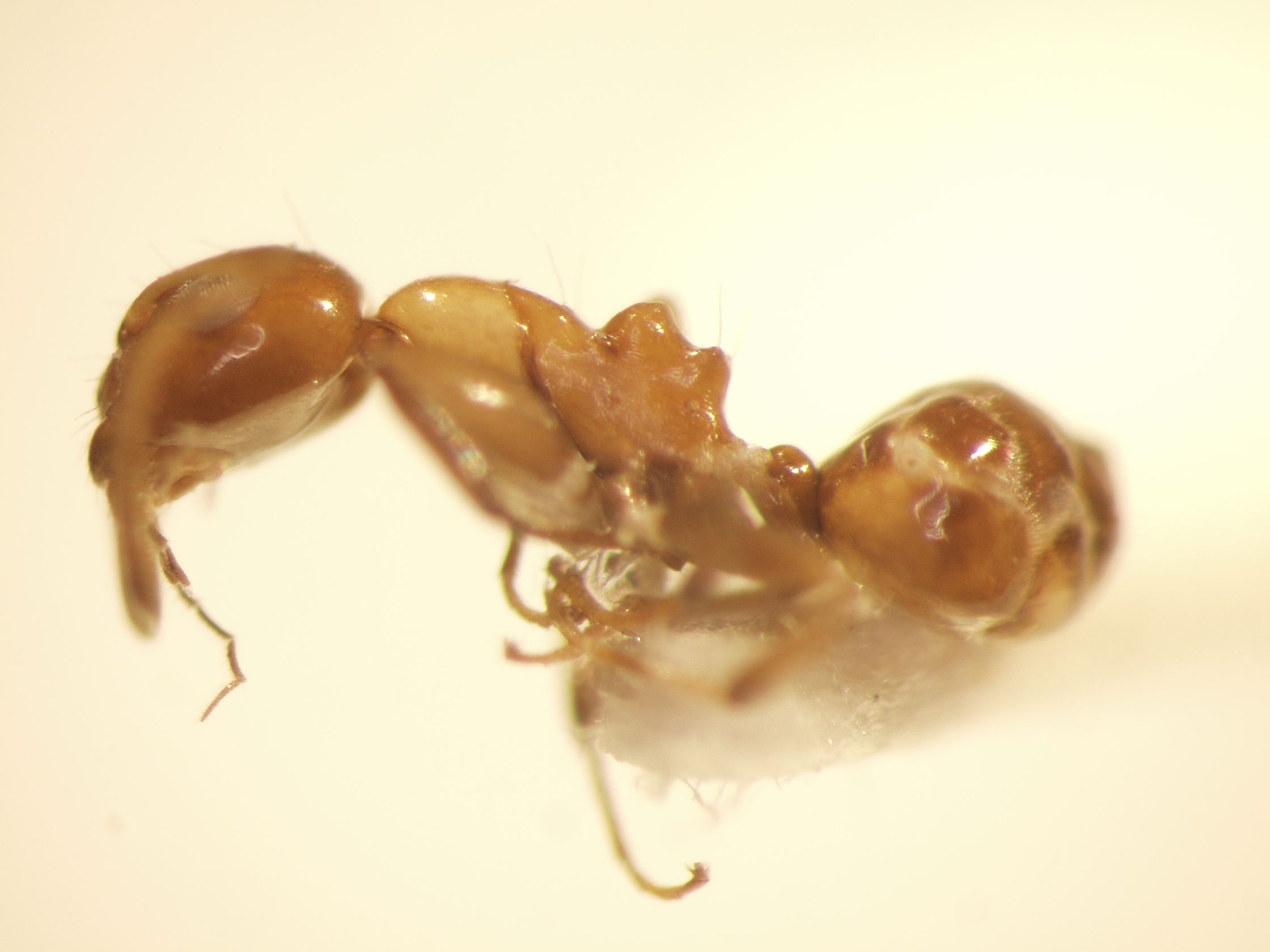 Camponotus 66 lateral