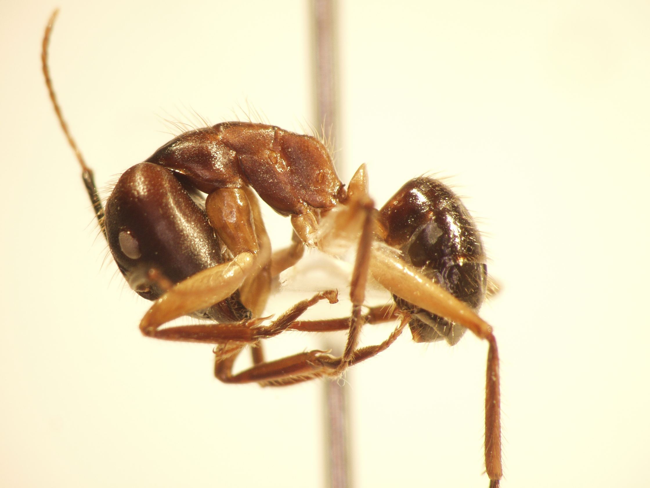 Camponotus 72 lateral