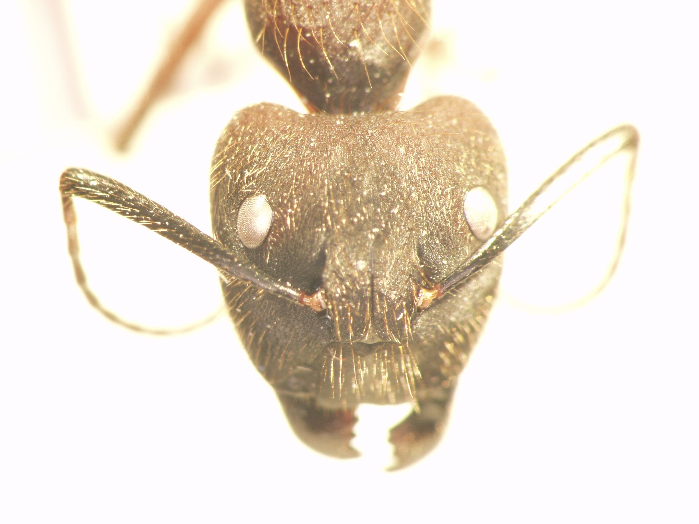 Camponotus 73 frontal