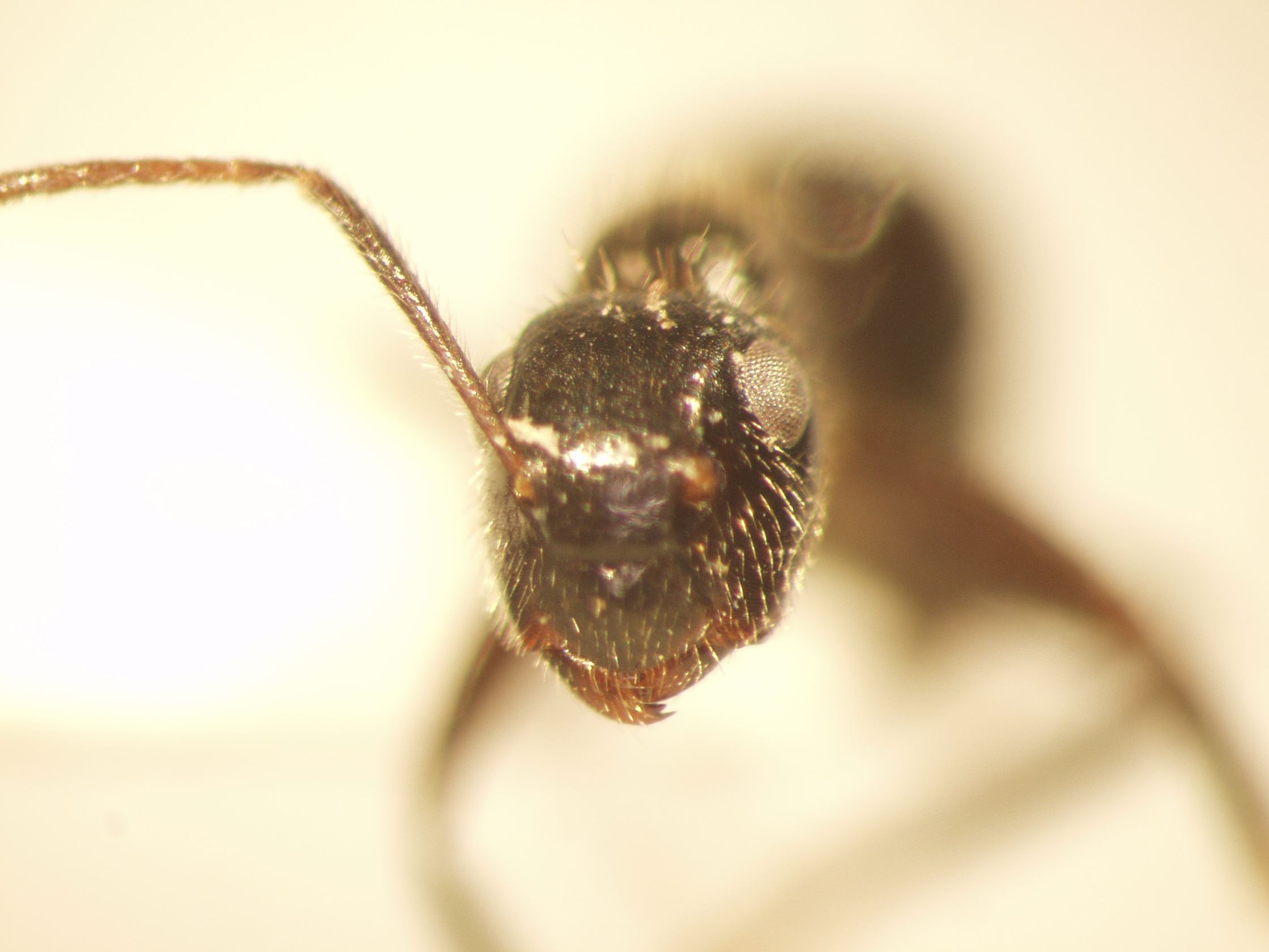 Camponotus 8 frontal