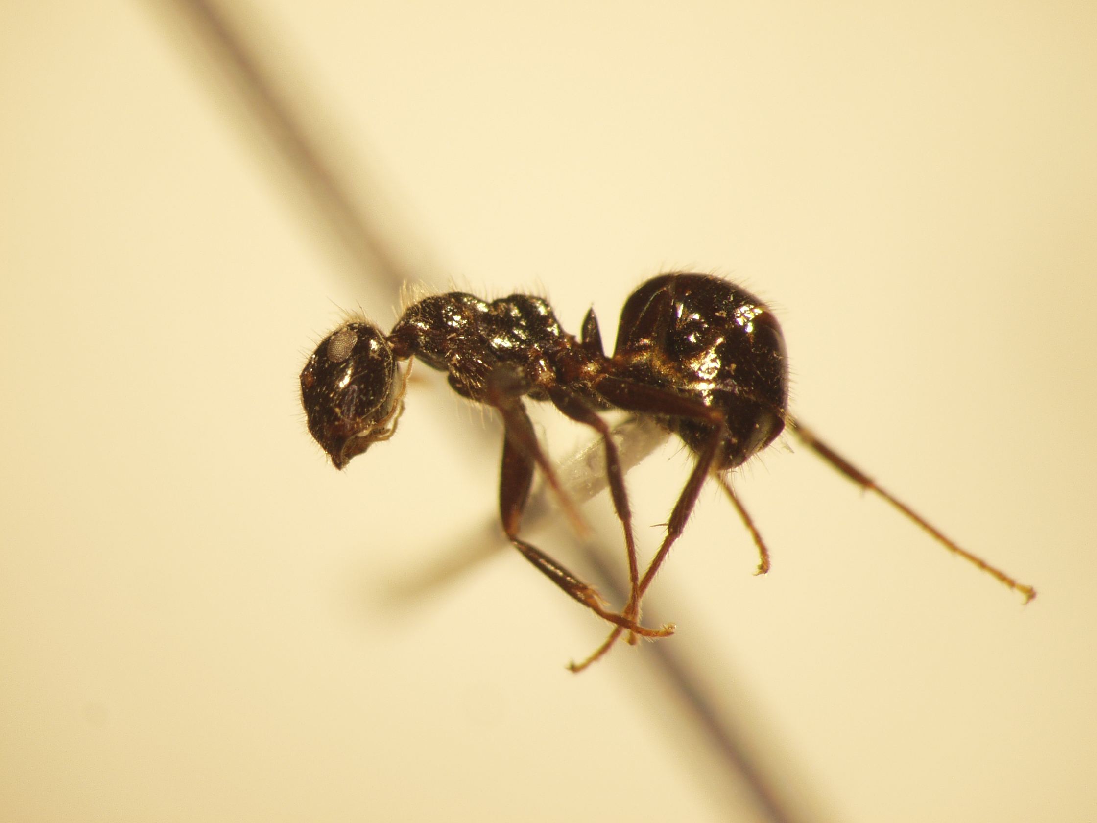 Camponotus 8 lateral