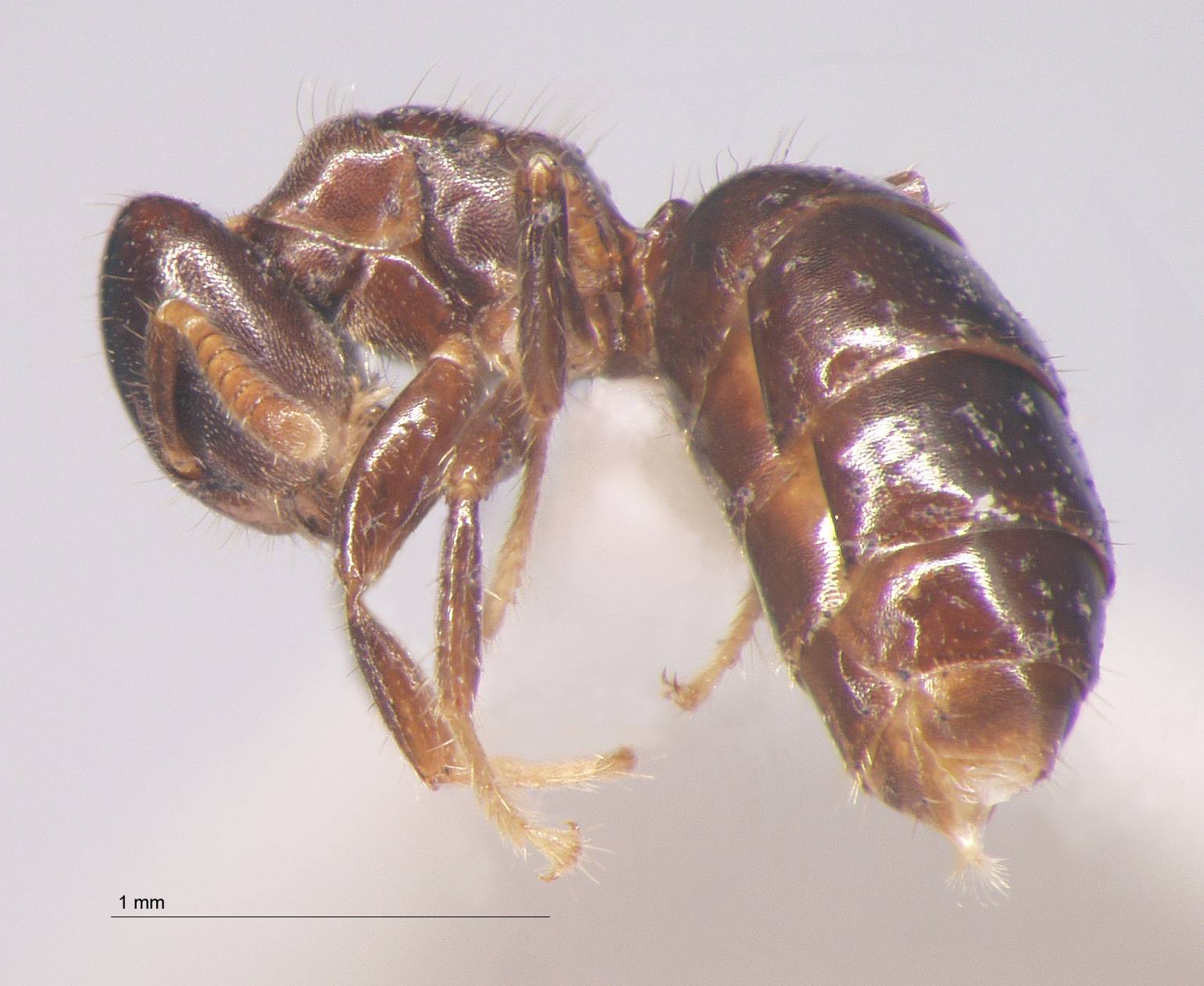 Cladomyrma dianeae Agosti, Moog, Maschwitz, 1999 lateral