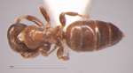 Cladomyrma hobbyi Donisthorpe, 1937 dorsal