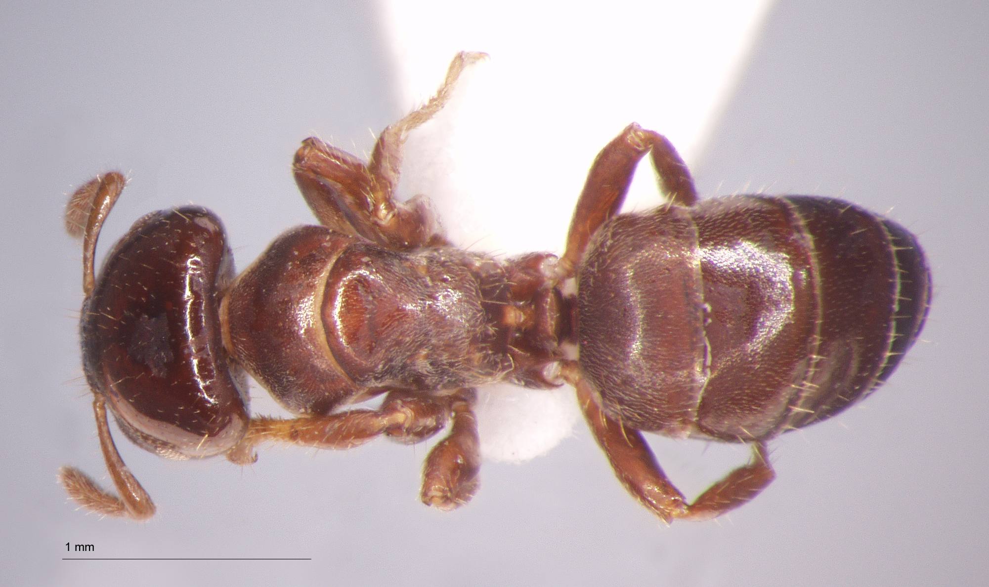 Cladomyrma maryatiae Agosti, Moog, Maschwitz, 1999 dorsal