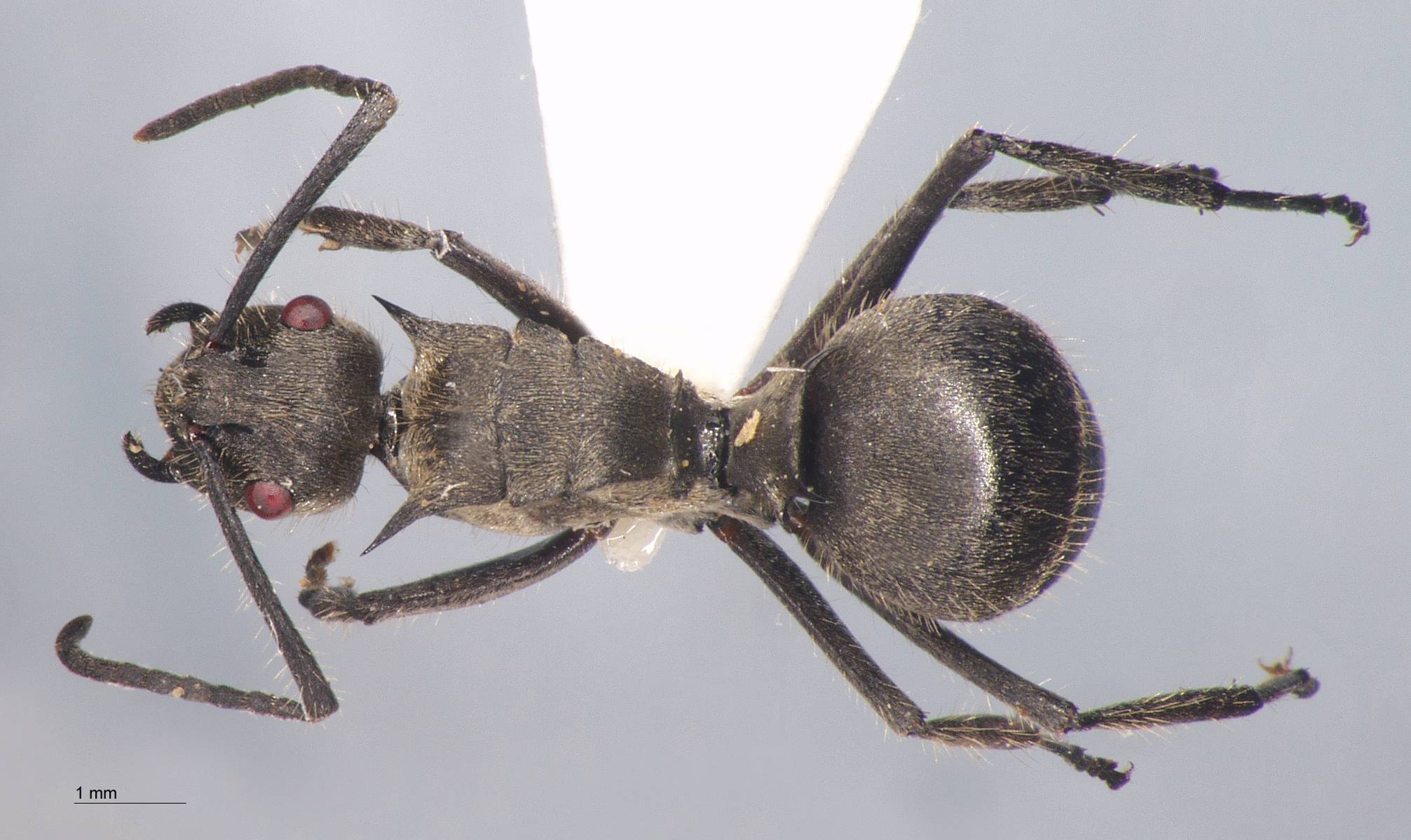 Polyrhachis illaudata Walker, 1859 dorsal