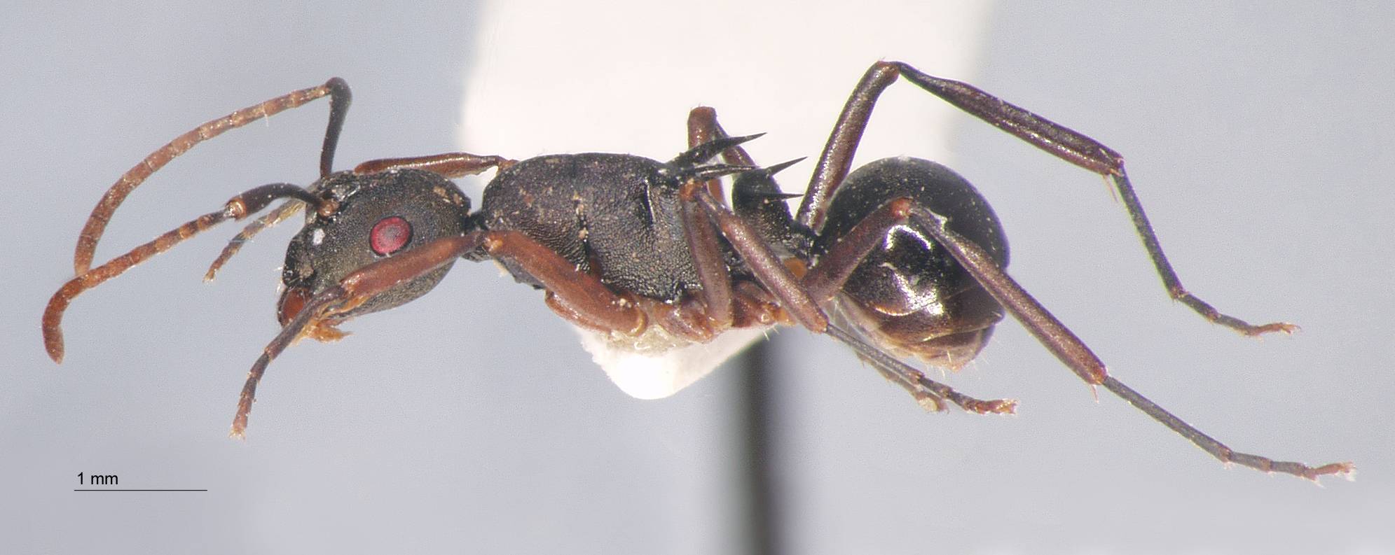 Polyrhachis phalerata Menozzi, 1926 lateral