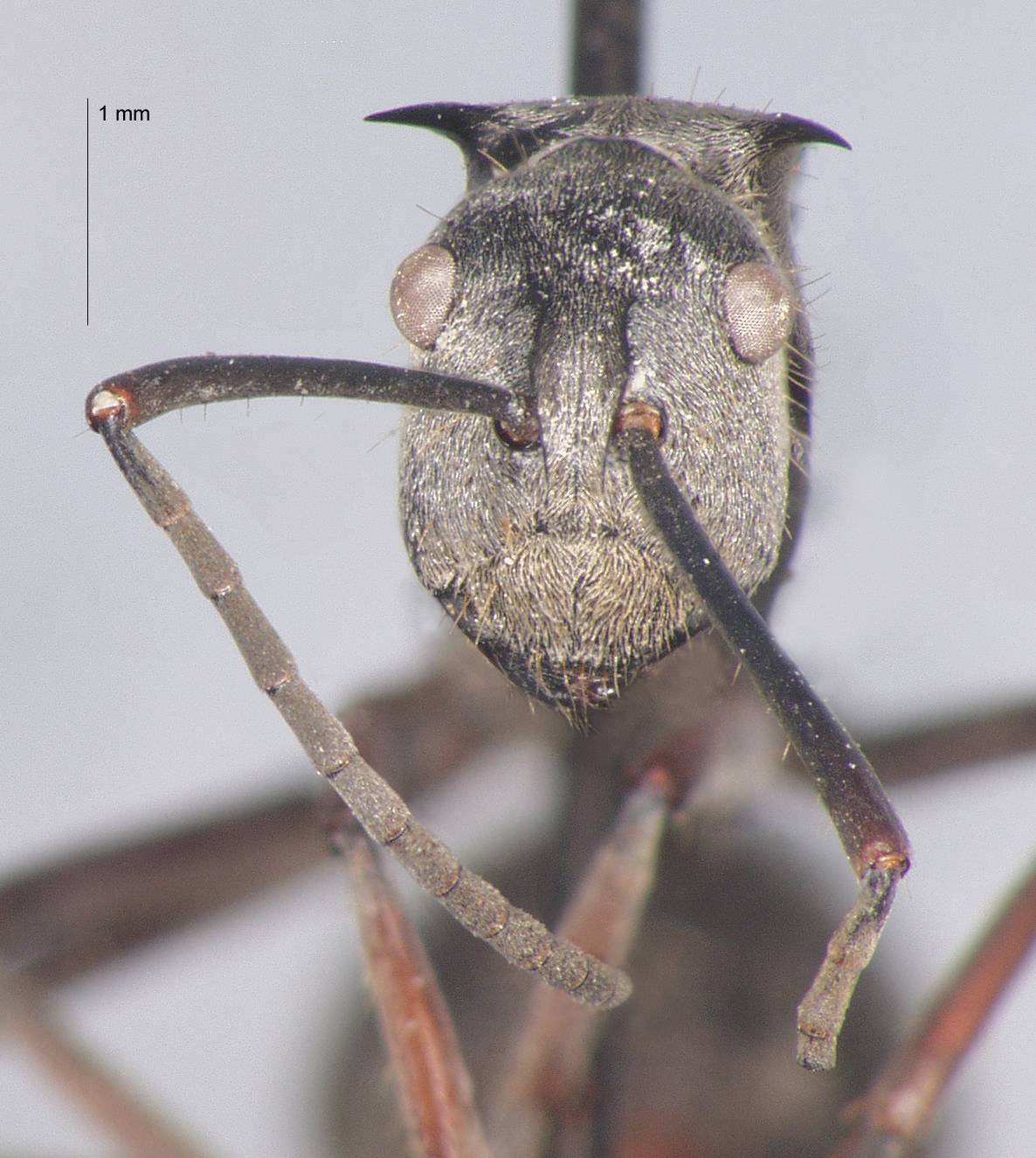 Polyrhachis proxima Roger, 1863 frontal